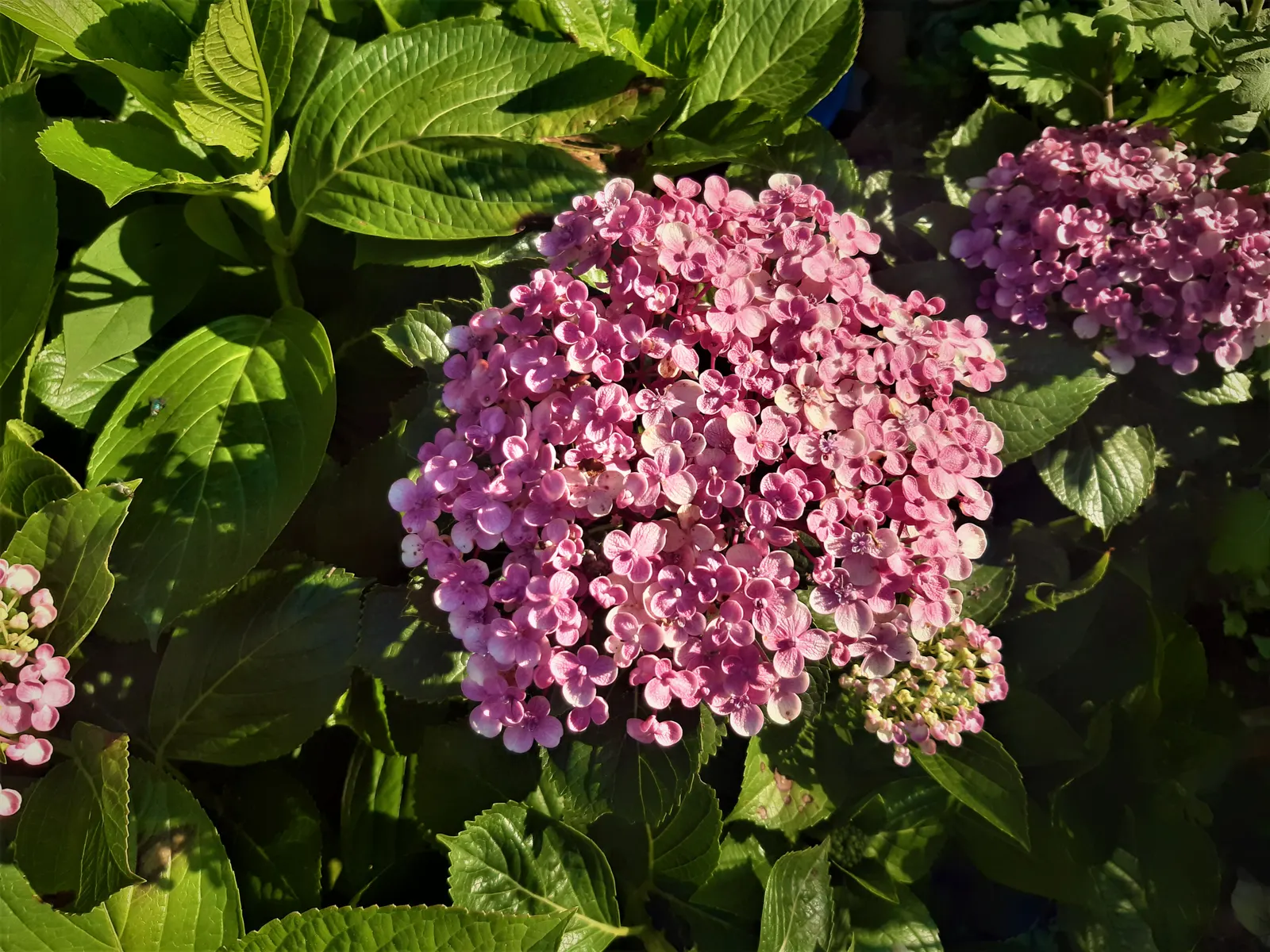 Sawtooth Hydrangea (Hydrangea Serrata) — blue flowers in the garden