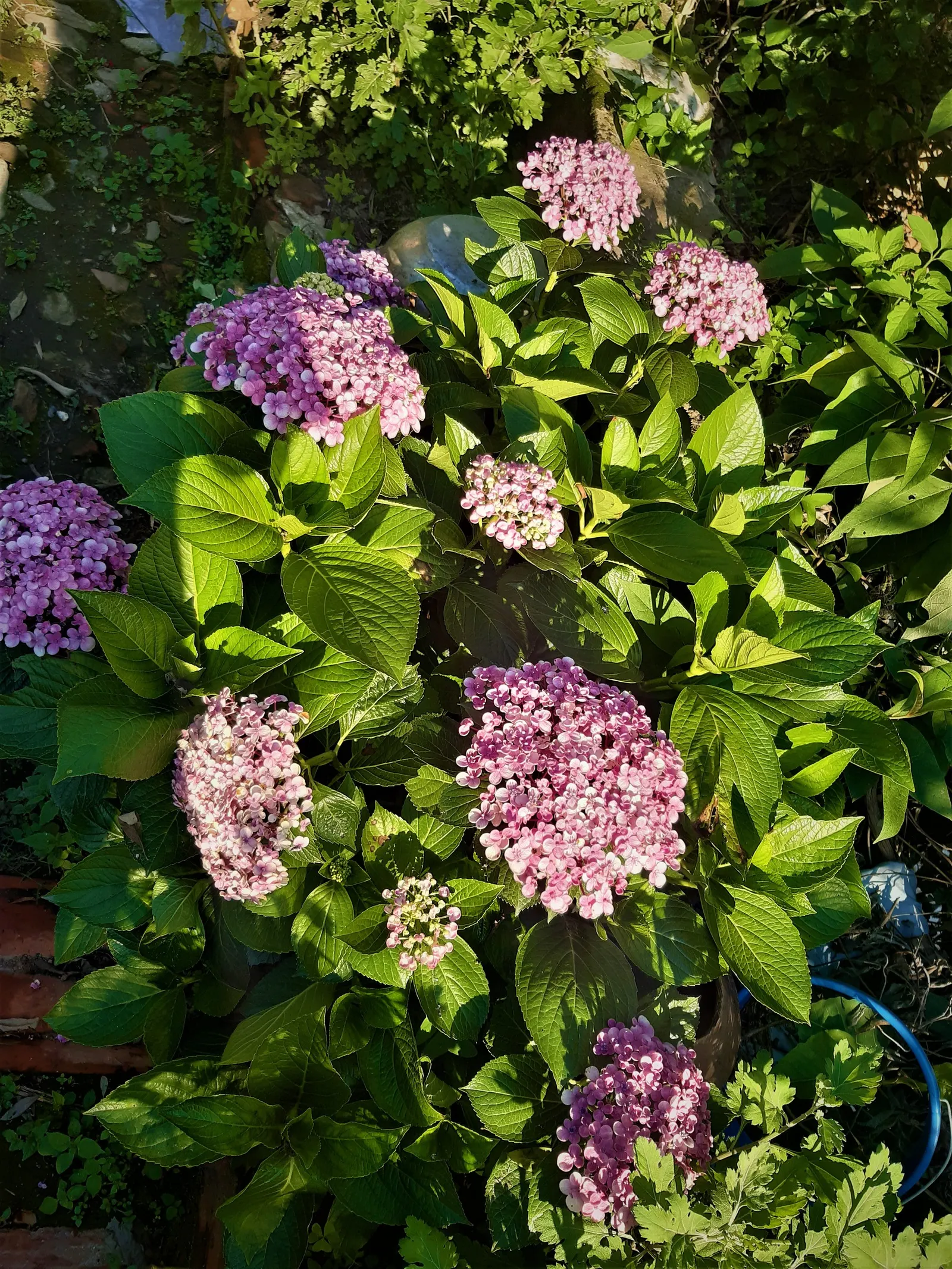 Sawtooth Hydrangea (Hydrangea Serrata) — Come autumn, the foliage often takes on an attractive bronzy to red tinge, enhancing the garden's, image 70
