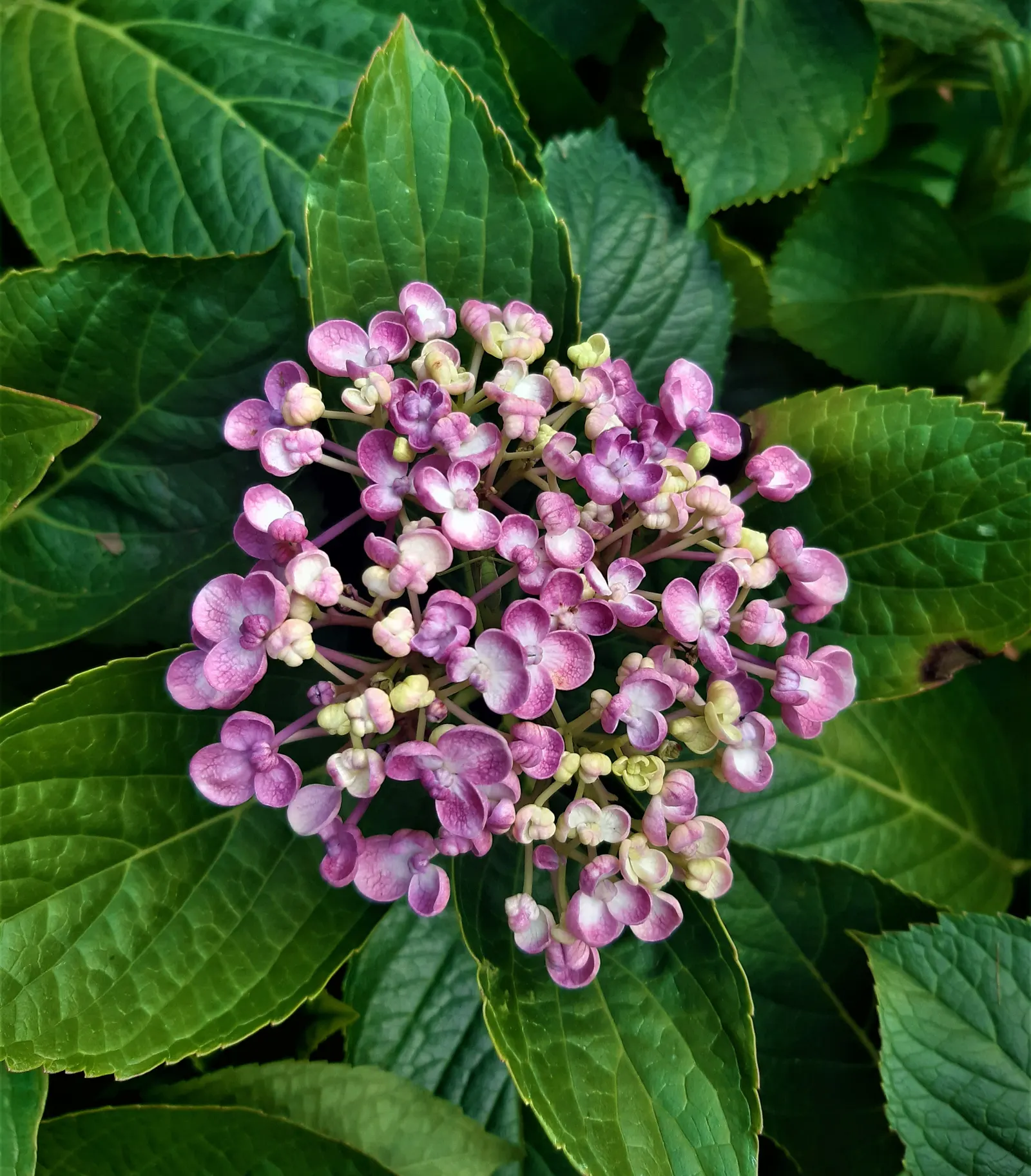 Sawtooth Hydrangea (Hydrangea Serrata) — it offers a compact growth habit perfect for foundation plantings; or as a standalone specimen in a garden