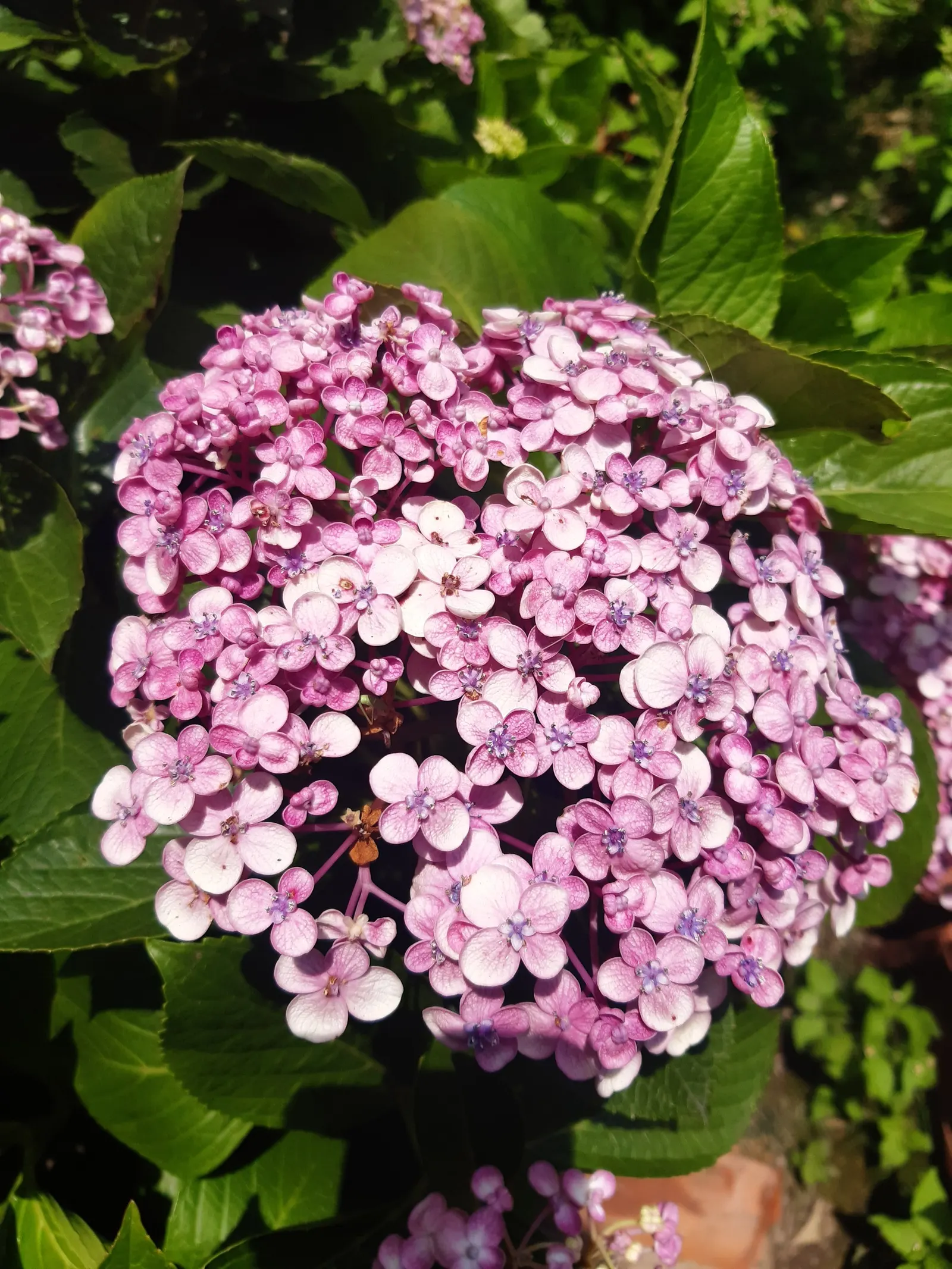 Sawtooth Hydrangea (Hydrangea Serrata) — is a captivating deciduous shrub well-suited for temperate landscape designs; or as a standalone specimen, image 90
