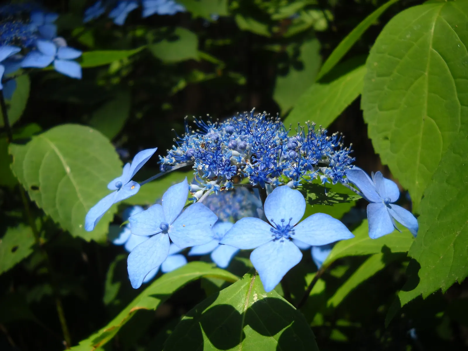 Sawtooth Hydrangea (Hydrangea Serrata) — while alkaline soils lean towards pink.<br><br>Hydrangea serrata requires well-drained