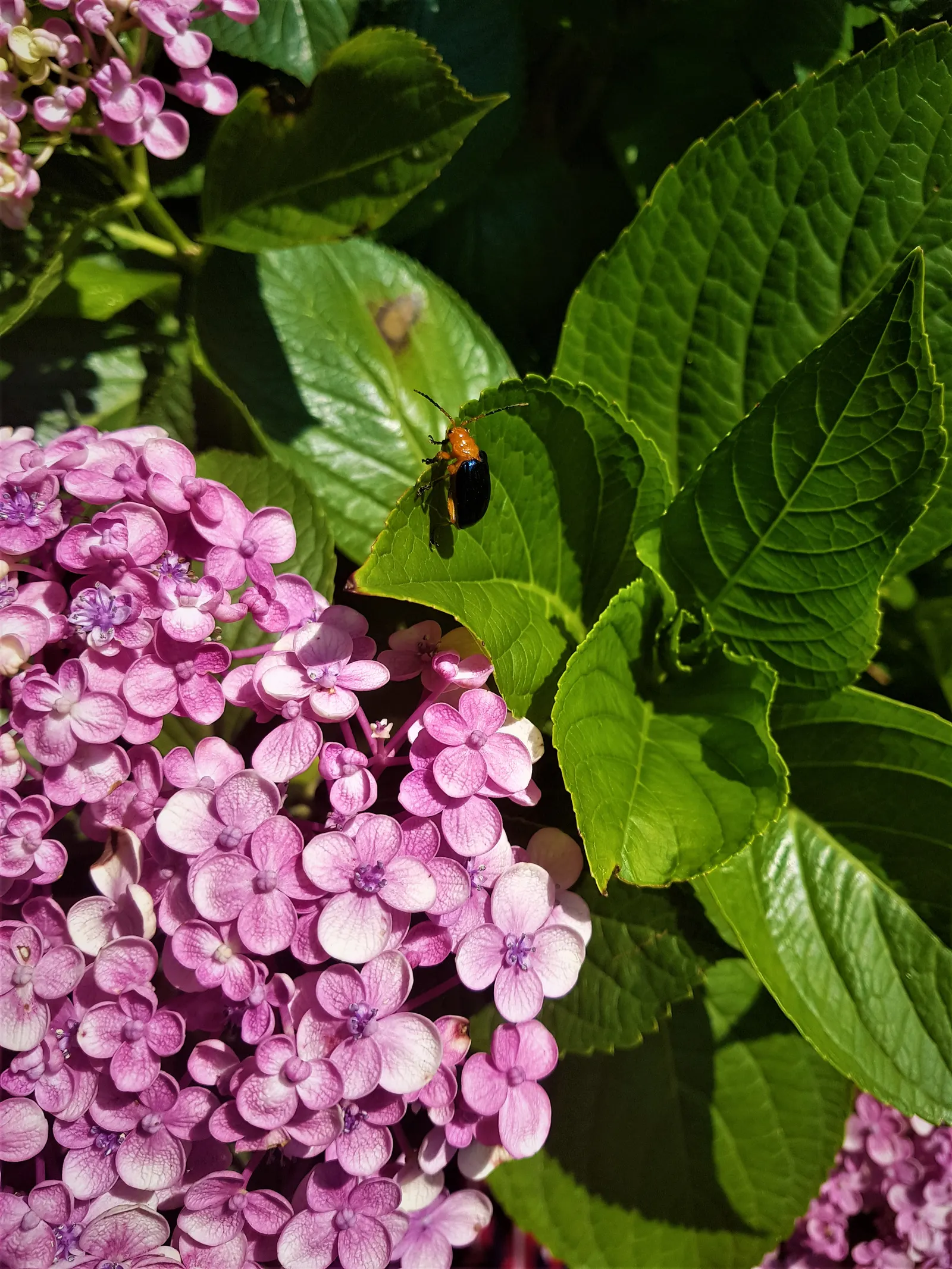 Sawtooth Hydrangea (Hydrangea Serrata) — especially during dry spells