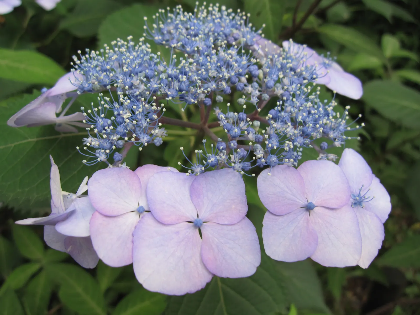 Sawtooth Hydrangea (Hydrangea Serrata) — this hydrangea exhibits a lush green canopy throughout the growing season; ideal for borders or mass, image 97