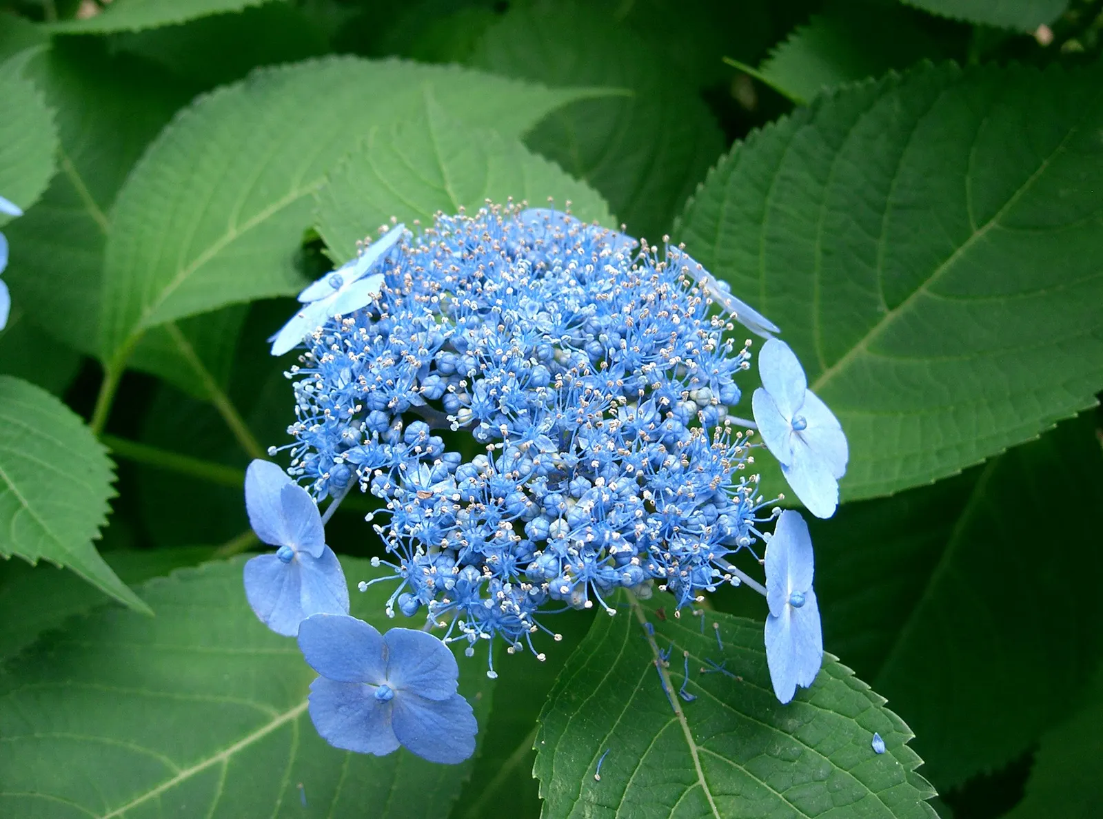Sawtooth Hydrangea (Hydrangea Serrata) — while alkaline soils lean towards pink.<br><br>Hydrangea serrata requires well-drained; influenced by the, image 103