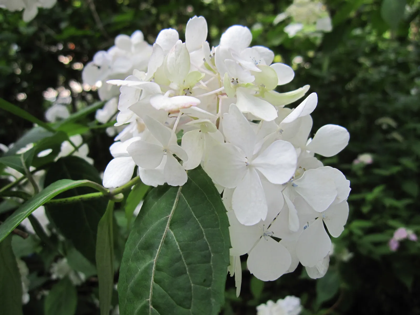 Sawtooth Hydrangea (Hydrangea Serrata) — moist soil and appreciates partial shade; pruning in late winter or early spring encourages vibrant new growth and a