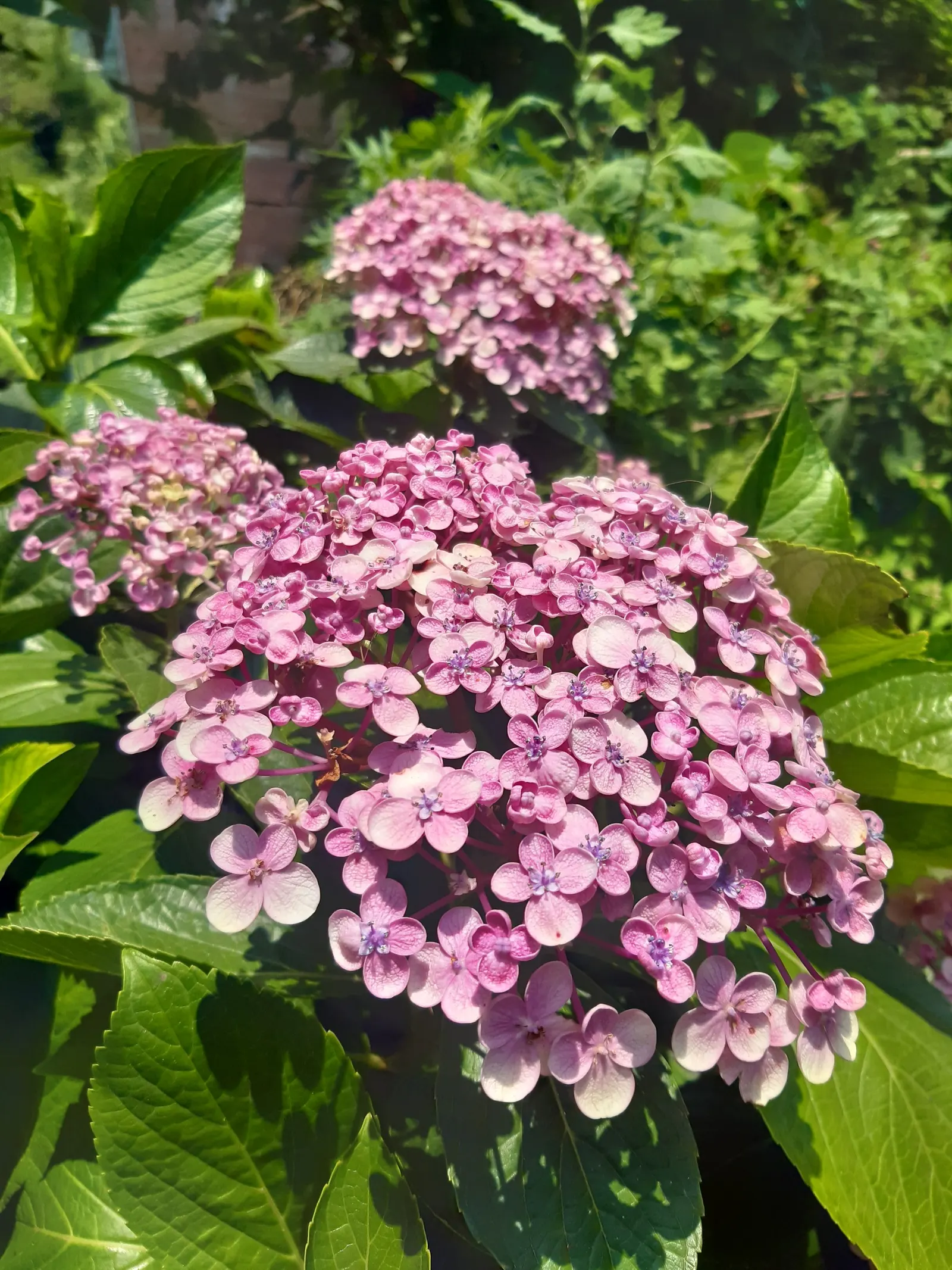 Sawtooth Hydrangea (Hydrangea Serrata) — Preferring partial shade and moist, well-drained soil, its serrated leaves offer a lush backdrop