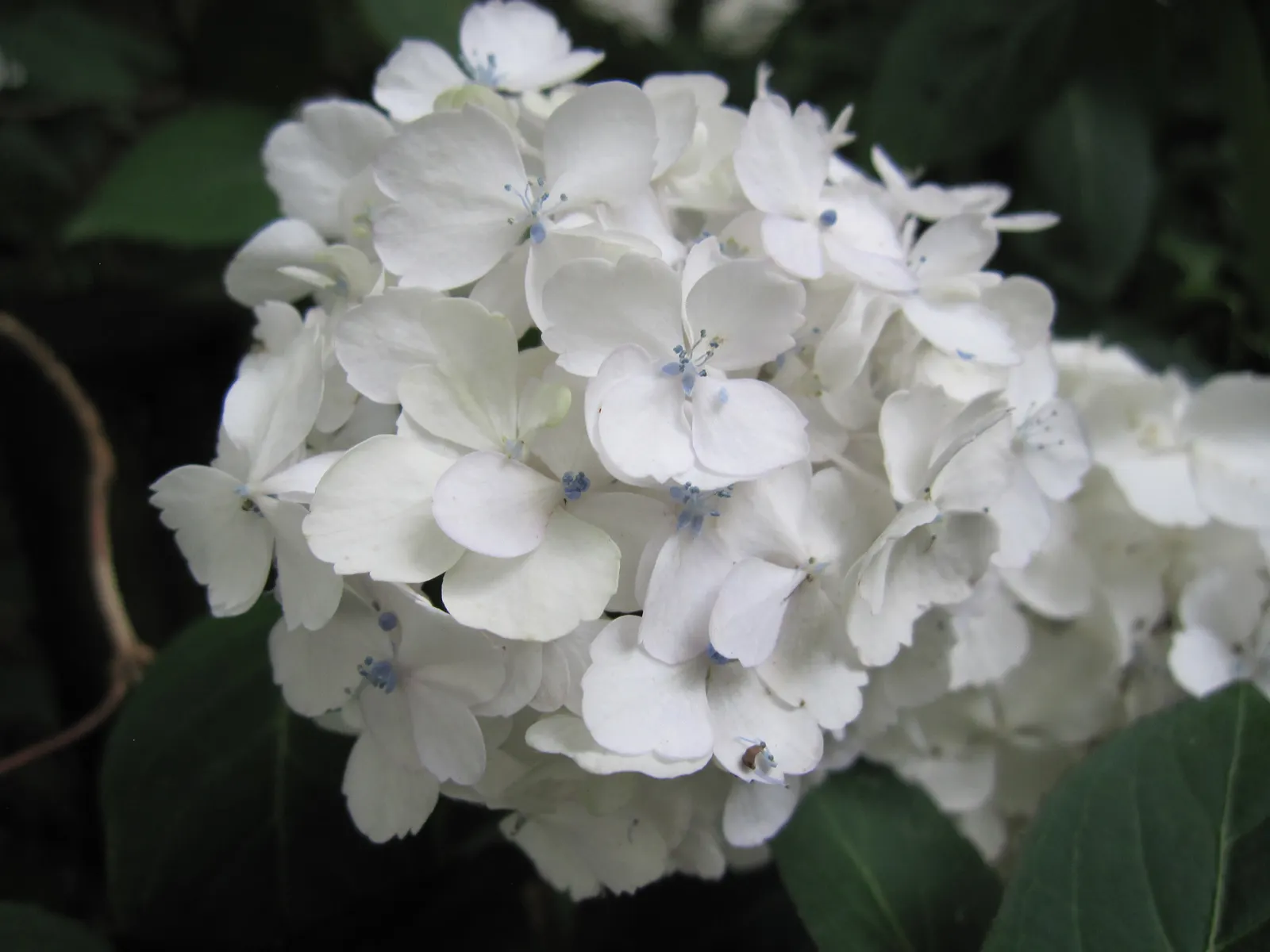 Sawtooth Hydrangea (Hydrangea Serrata) — Pruning in late winter or early spring encourages vibrant new growth and a robust flowering display