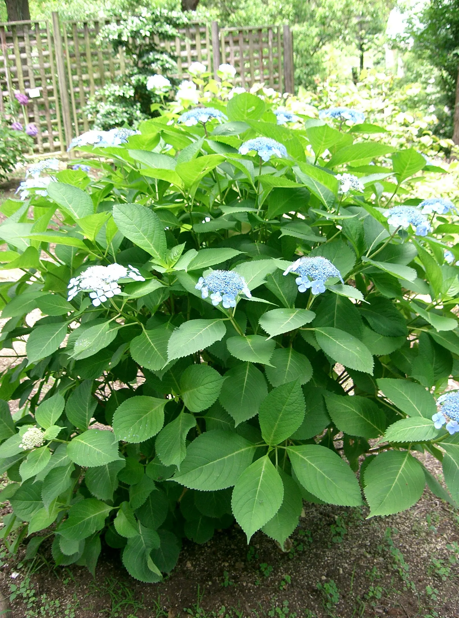 Sawtooth Hydrangea (Hydrangea Serrata) — typically reaching 2-4 feet high and 4-6 feet wide; ideal for borders or mass plantings, it provides, image 85