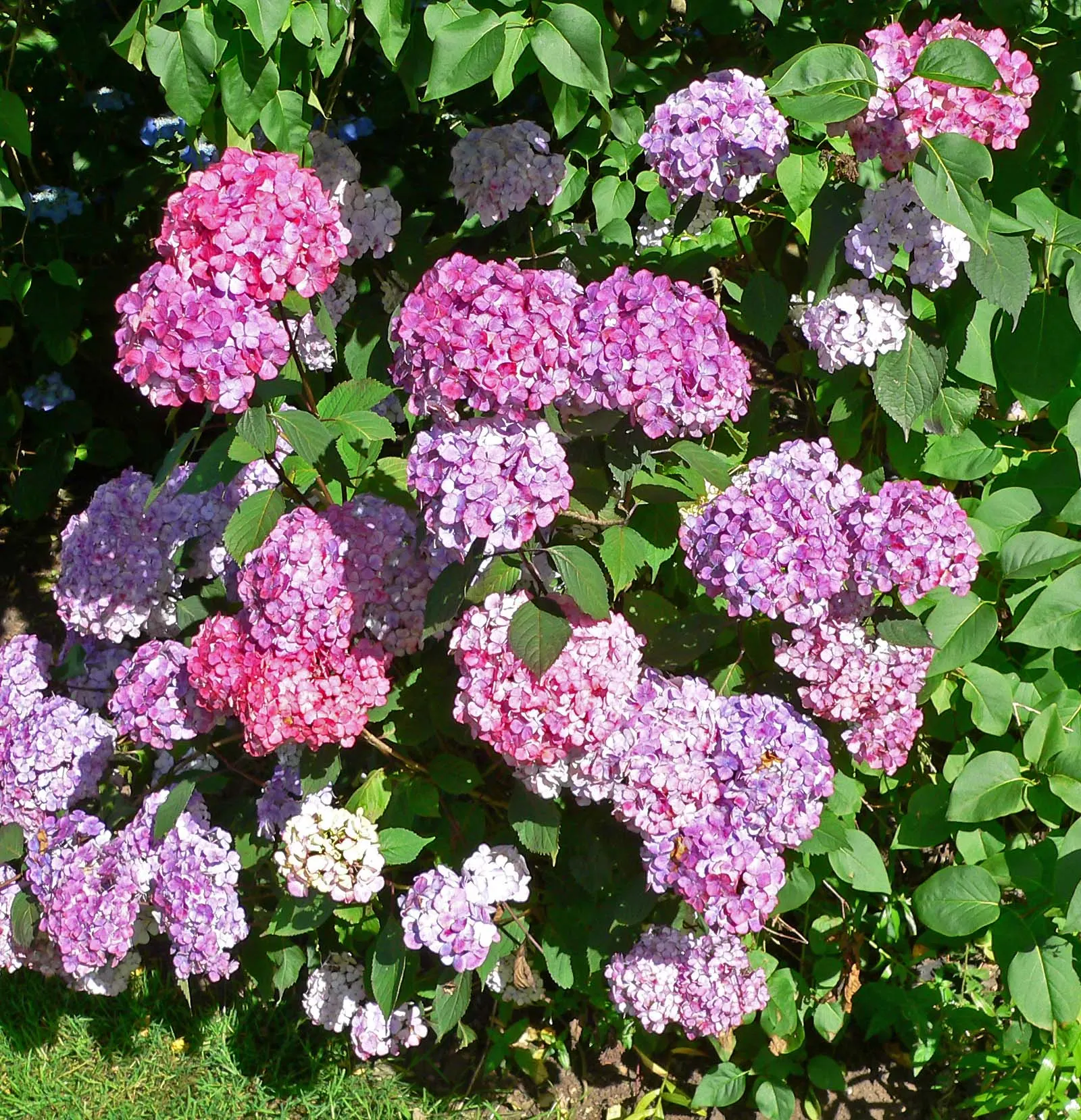 Sawtooth Hydrangea (Hydrangea Serrata) — is a captivating deciduous shrub well-suited for temperate landscape designs