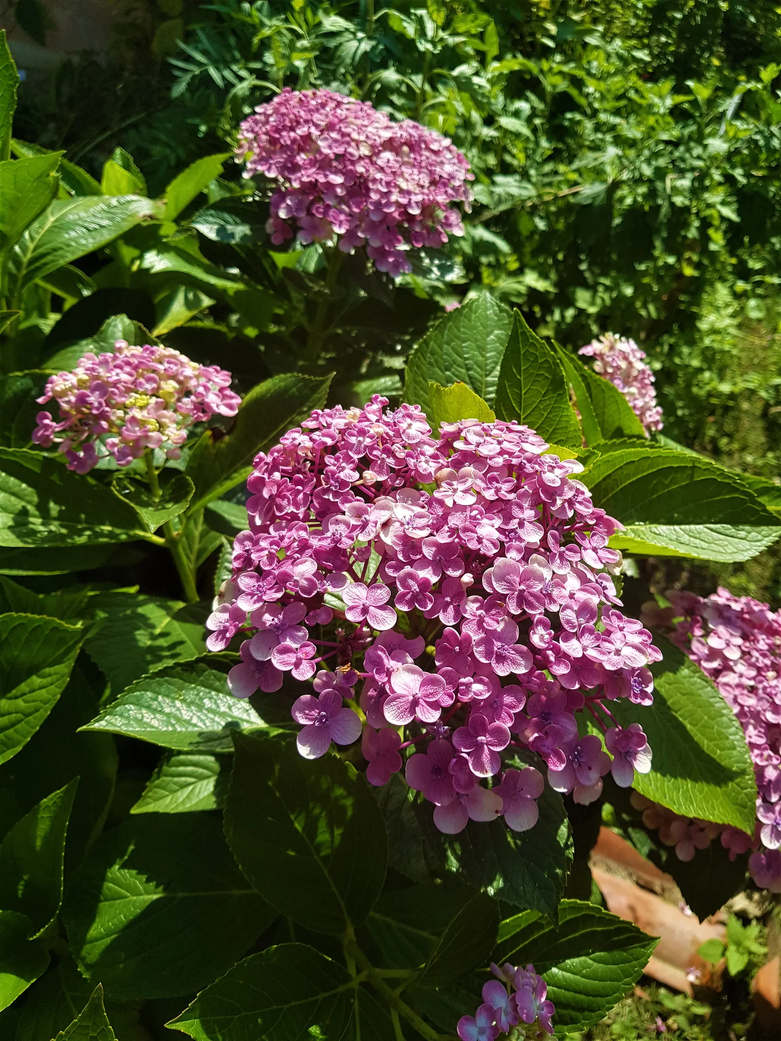 Sawtooth Hydrangea (Hydrangea Serrata) — Come autumn, the foliage often takes on an attractive bronzy to red tinge, enhancing the garden's interest