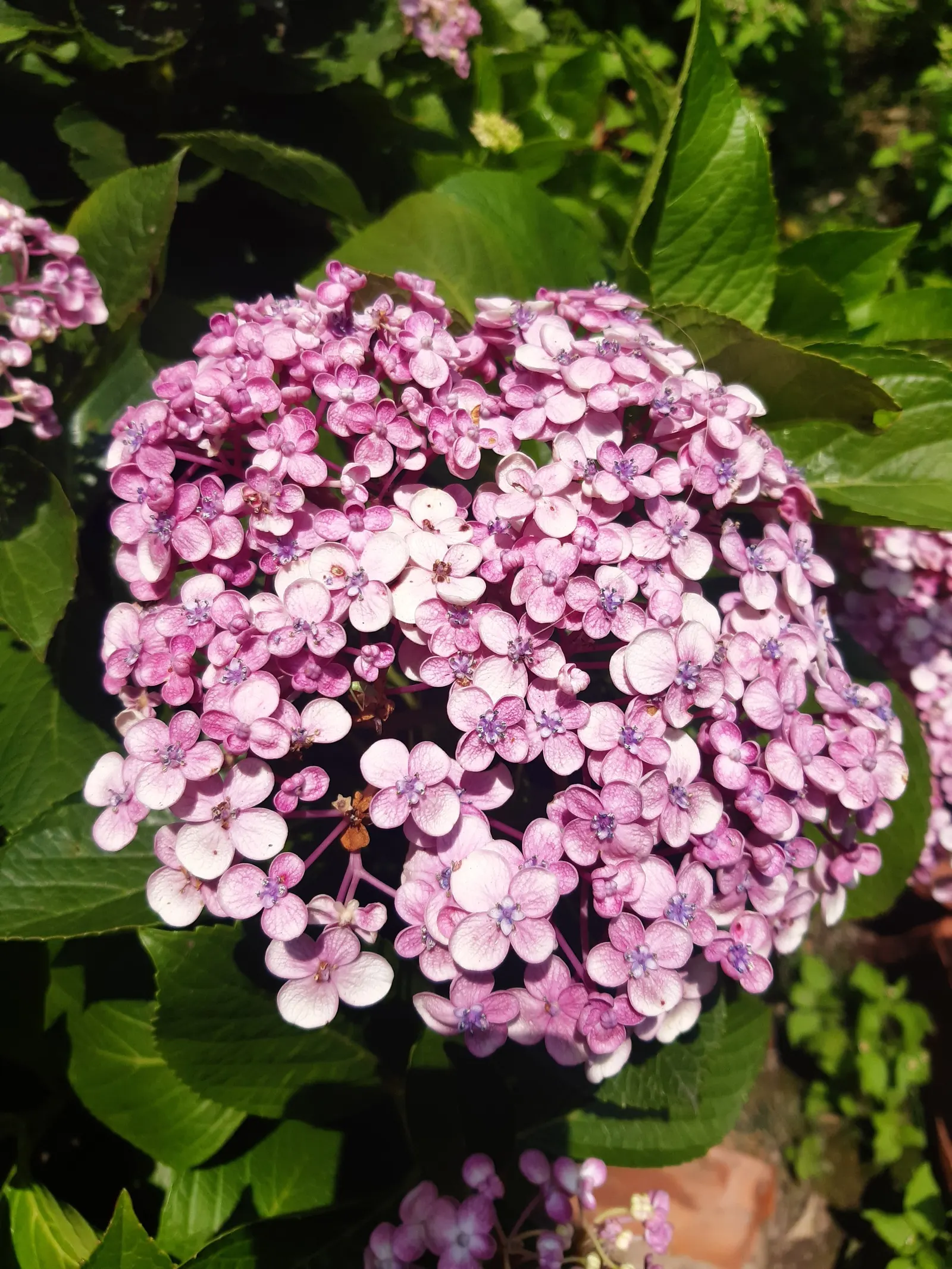 Sawtooth Hydrangea (Hydrangea Serrata) — typically reaching 2-4 feet high and 4-6 feet wide; ideal for borders or mass plantings, it provides, image 57