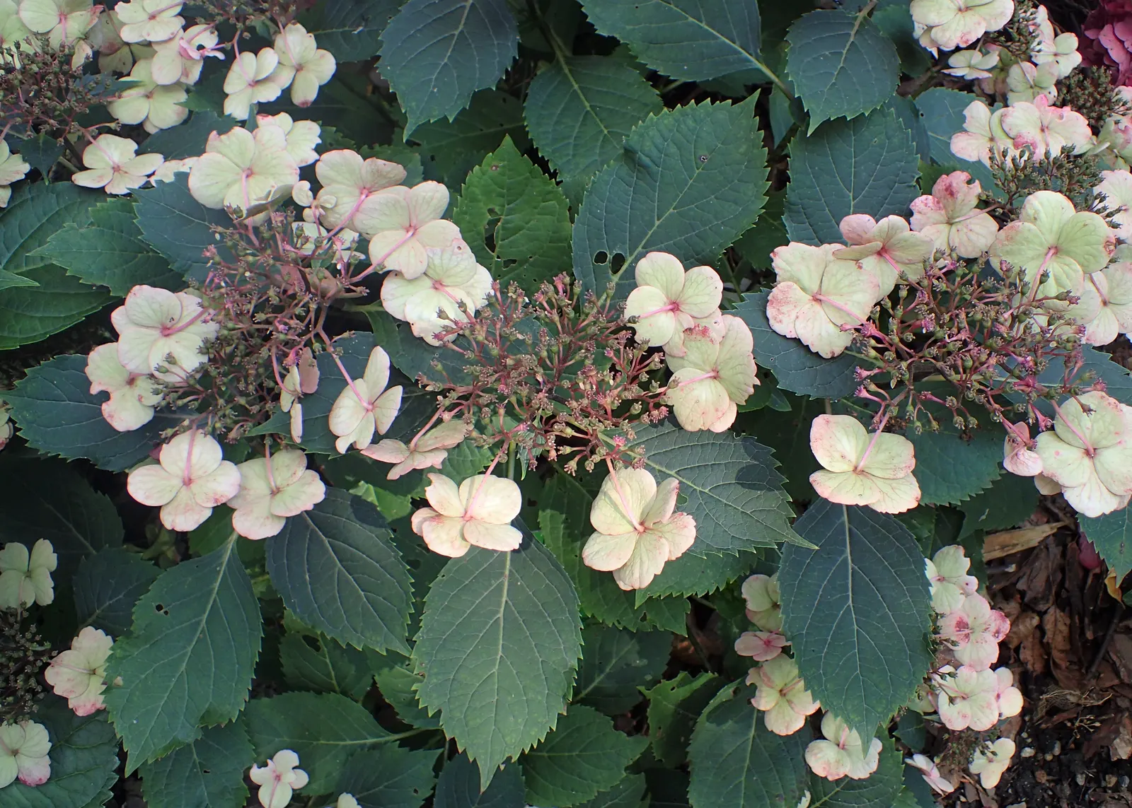 Sawtooth Hydrangea (Hydrangea Serrata) — or as a standalone specimen in a garden setting.<br><br>Distinguished by its serrated; influenced by the, image 67
