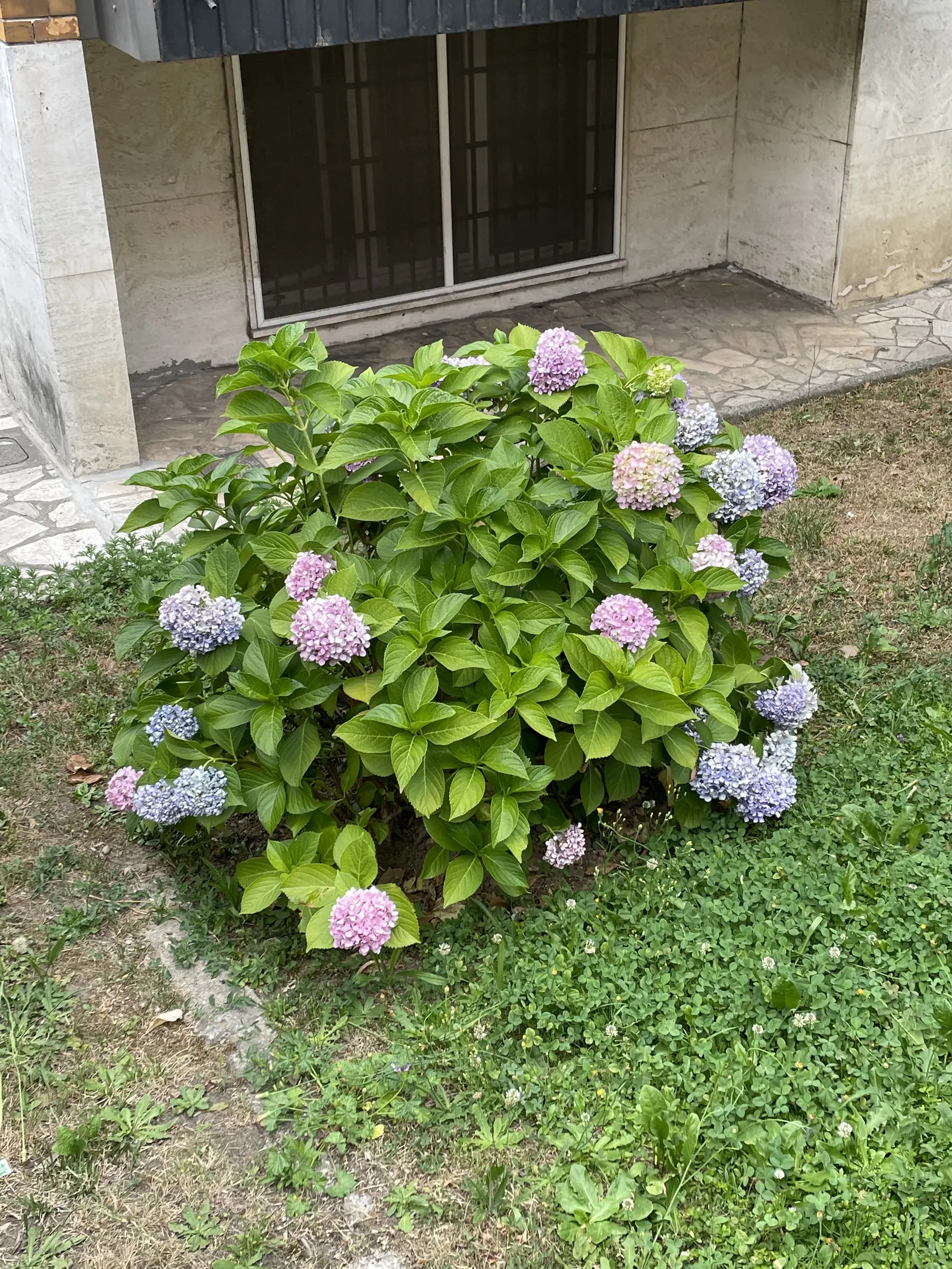 Sawtooth Hydrangea (Hydrangea Serrata) — it offers a compact growth habit perfect for foundation plantings