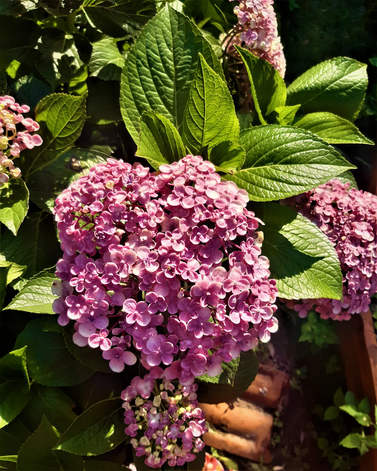 Sawtooth Hydrangea (Hydrangea Serrata) — shrub with blue blooms; influenced by the soil's pH level - acidic soils tend to produce blue flowers, image 83