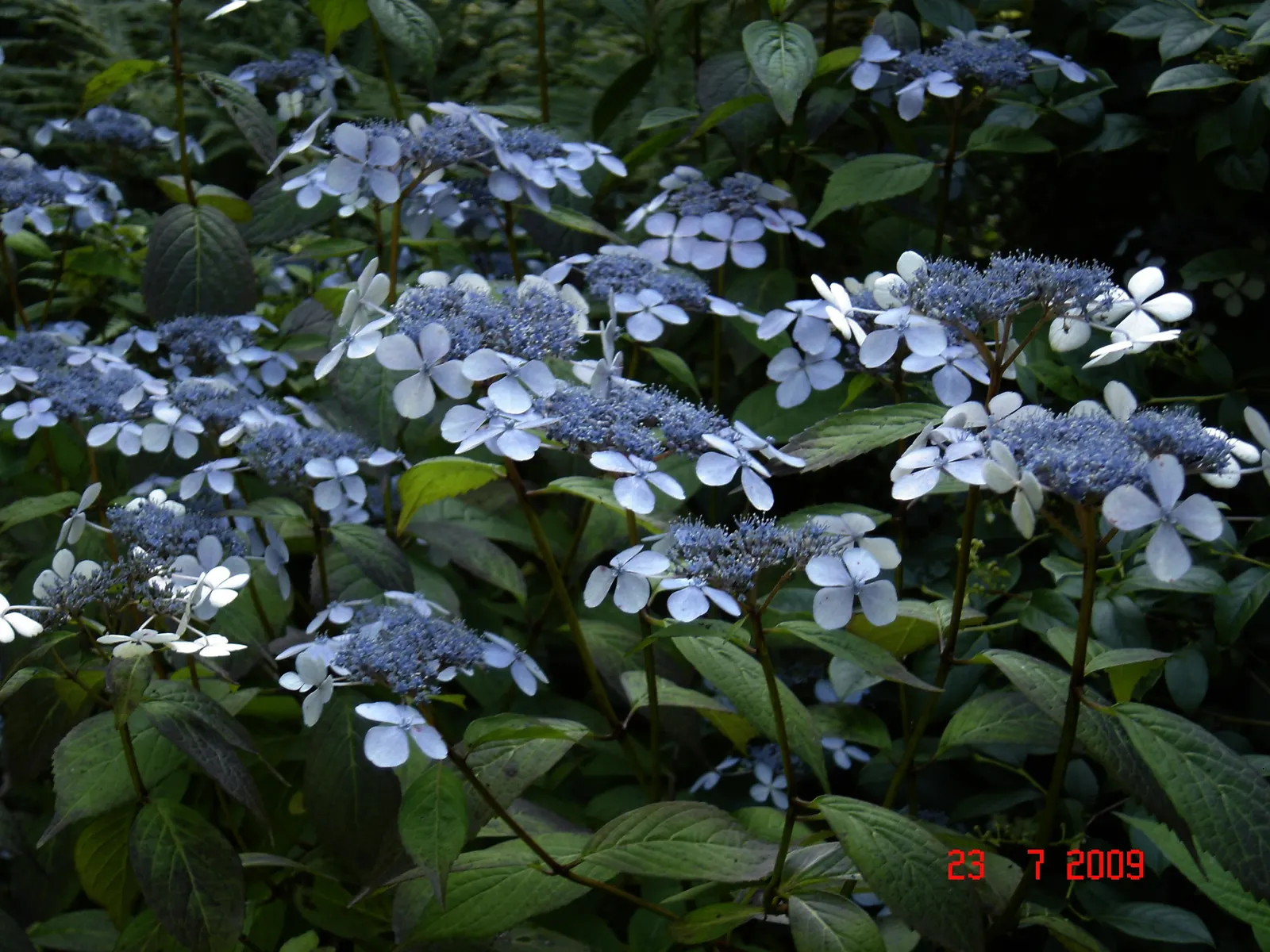 Sawtooth Hydrangea (Hydrangea Serrata) — It benefits from regular watering; or as a standalone specimen in a garden setting.<br><br>Distinguished, image 78
