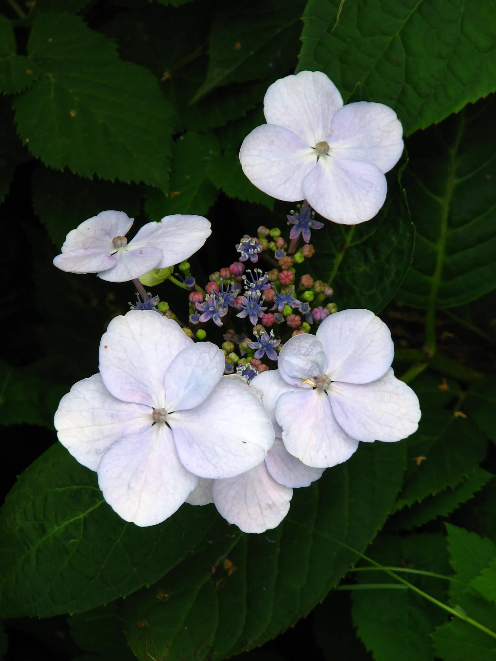 Sawtooth Hydrangea (Hydrangea Serrata) — it offers a compact growth habit perfect for foundation plantings; or as a standalone specimen in a garden, image 66