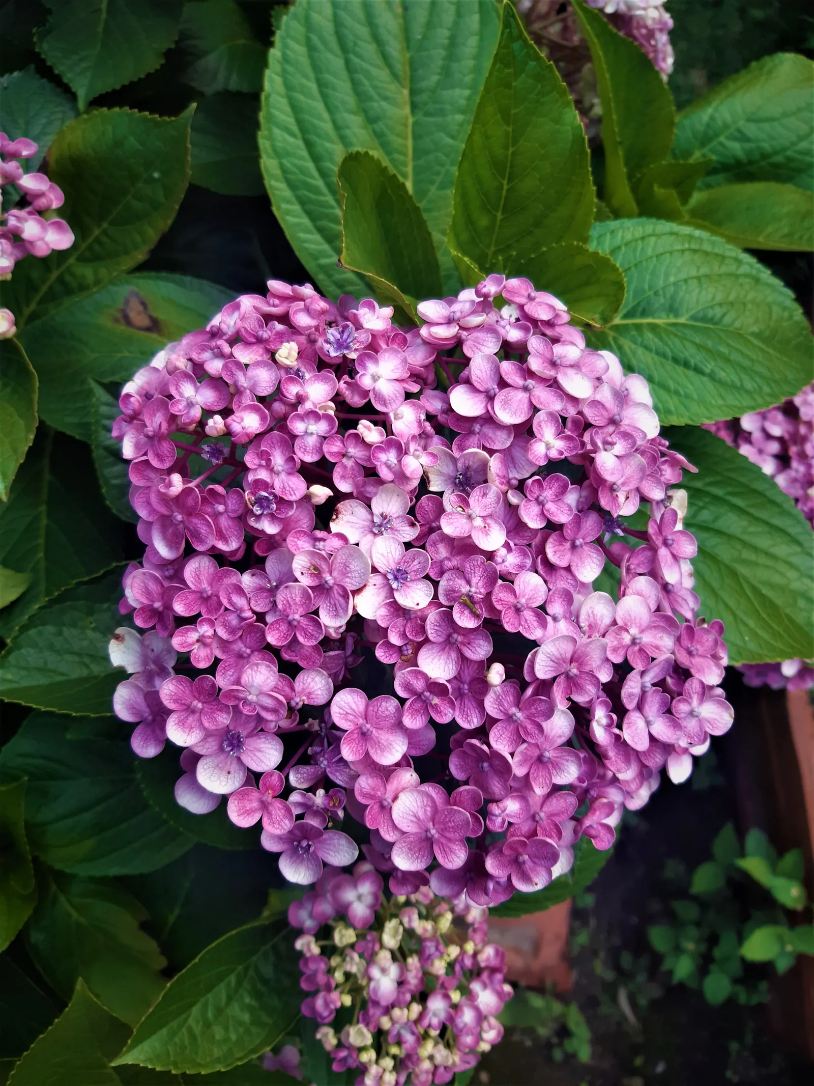 Sawtooth Hydrangea (Hydrangea Serrata) — influenced by the soil's pH level - acidic soils tend to produce blue flowers; or as a standalone specimen, image 74