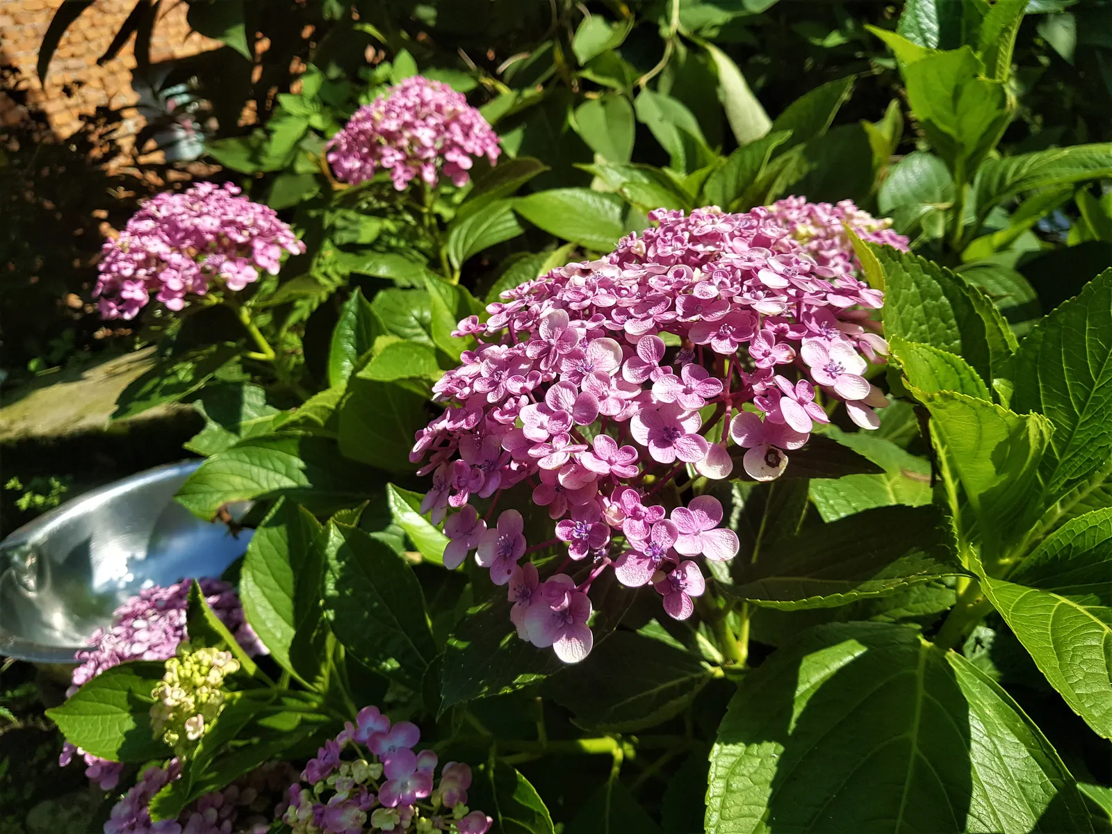 Sawtooth Hydrangea (Hydrangea Serrata) — is a captivating deciduous shrub well-suited for temperate landscape designs; or as a standalone specimen, image 62