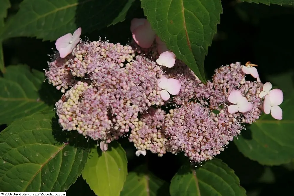 Sawtooth Hydrangea (Hydrangea Serrata) — this hydrangea exhibits a lush green canopy throughout the growing season; ideal for borders or mass plantings, it