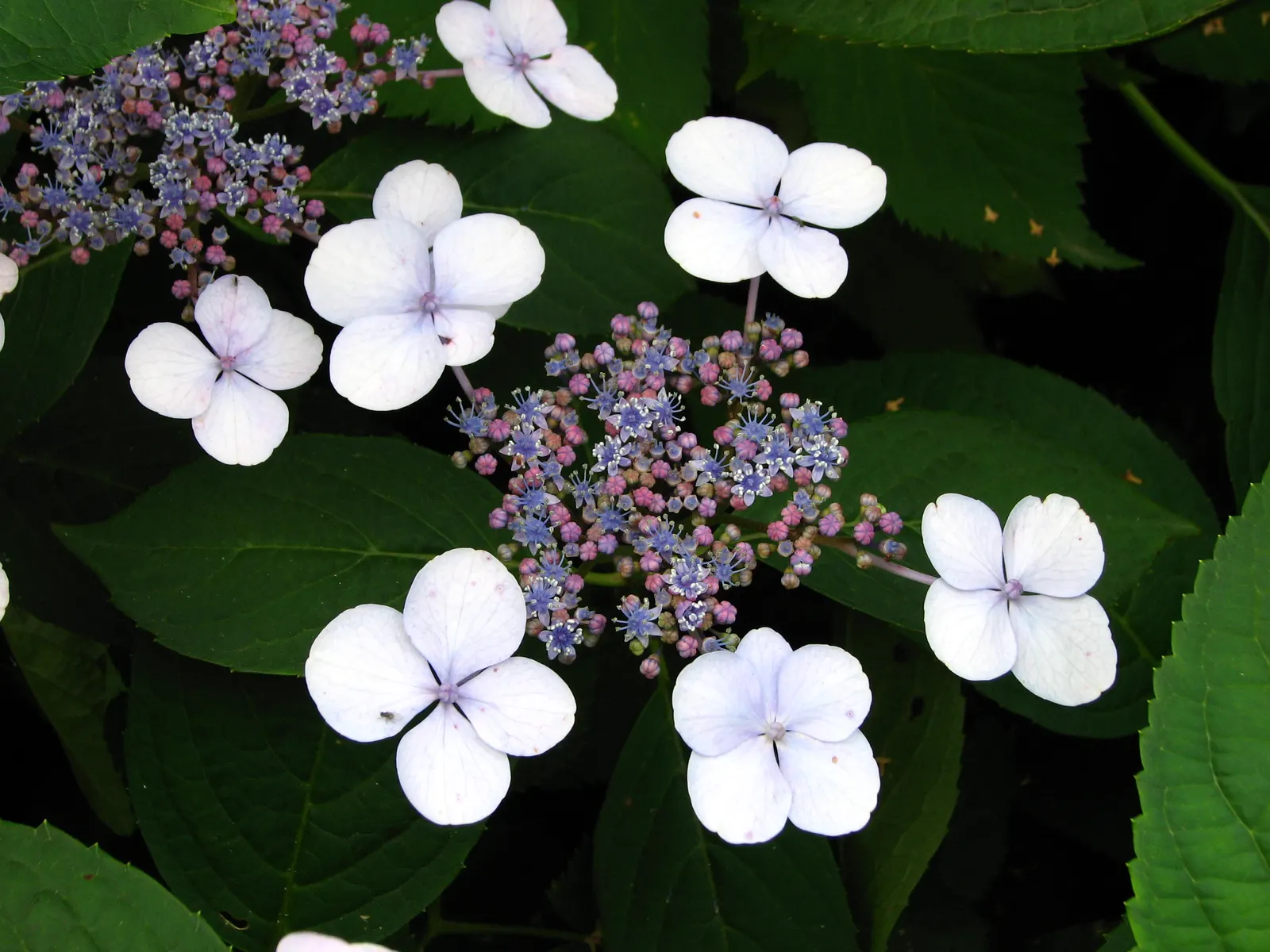 Sawtooth Hydrangea (Hydrangea Serrata) — influenced by the soil's pH level - acidic soils tend to produce blue flowers; or as a standalone specimen in a garden