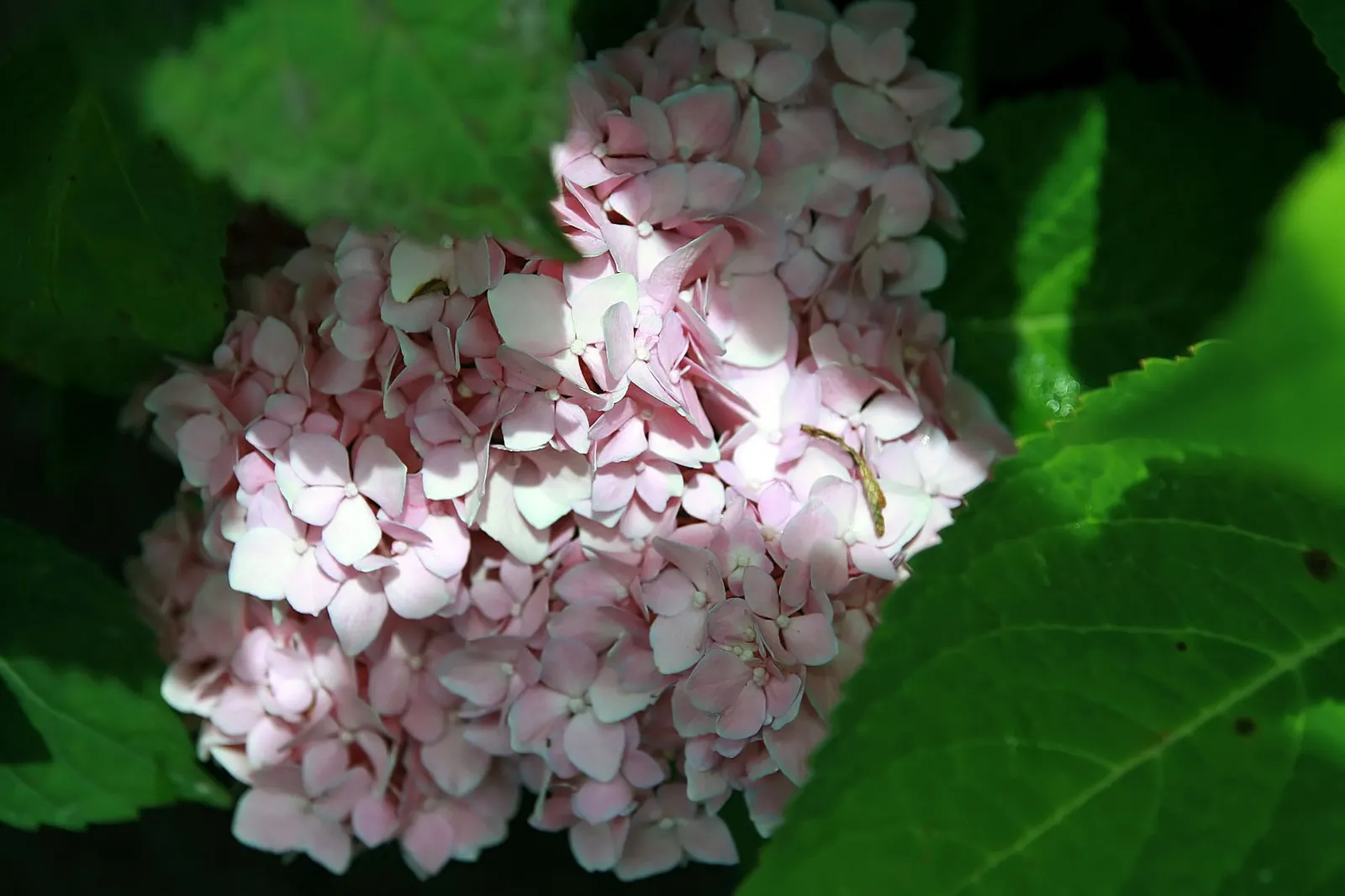 Sawtooth Hydrangea (Hydrangea Serrata) — With a mature height ranging from 2 to 4 feet and a similar spread of 2 to 4 feet