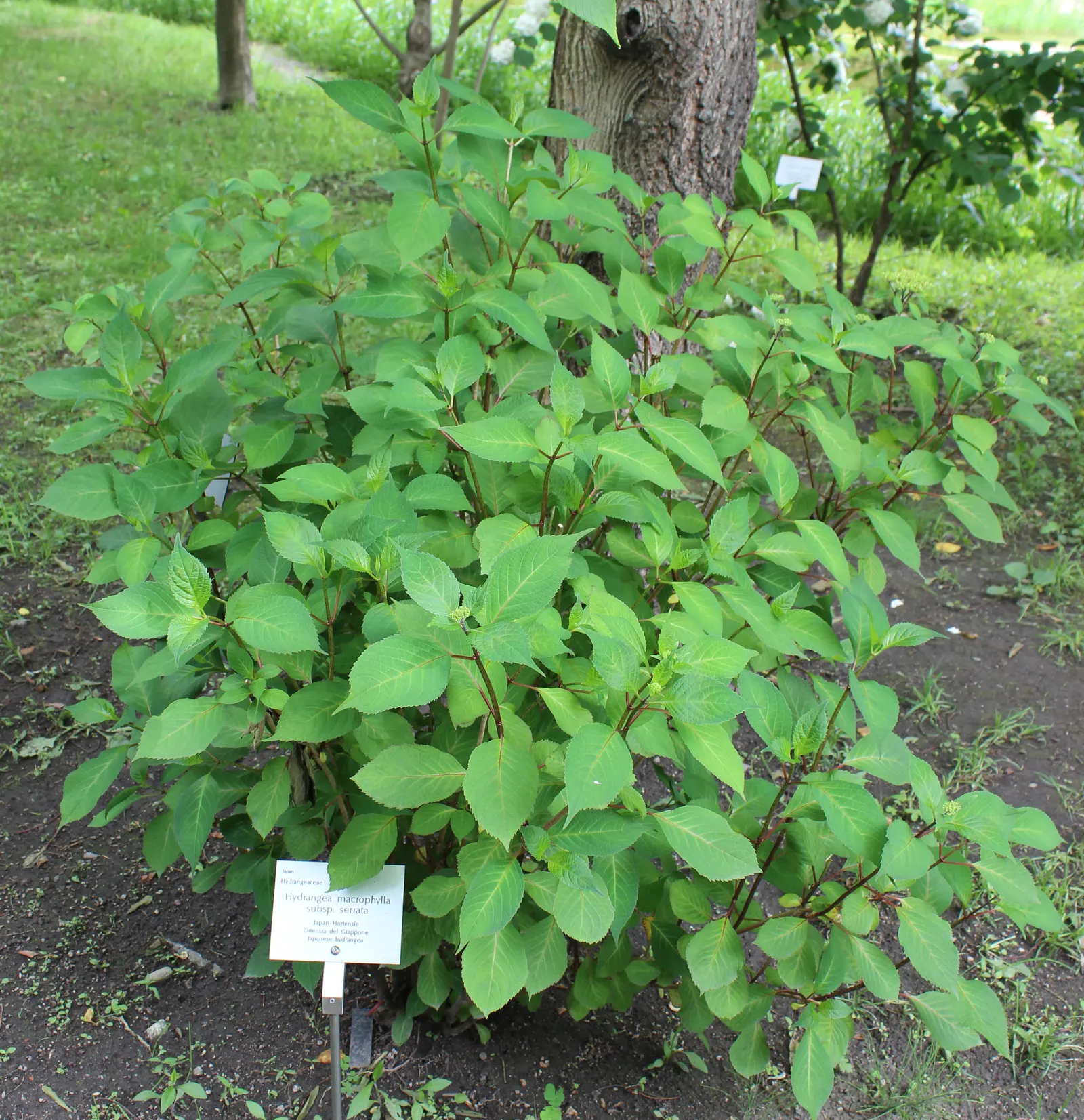 Sawtooth Hydrangea (Hydrangea Serrata) — It boasts lace-cap flowers in shades of blue or pink, influenced by soil pH, from midsummer to early fall, image 58