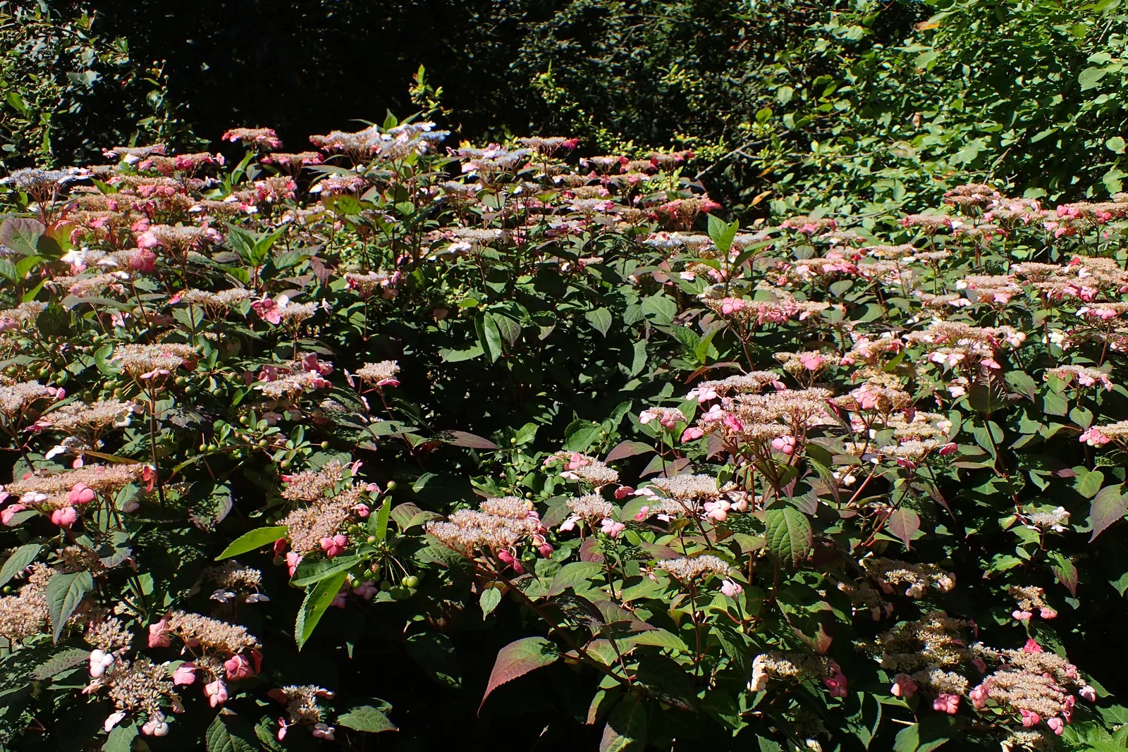 Sawtooth Hydrangea (Hydrangea Serrata) — Preferring partial shade and moist, well-drained soil, its serrated leaves offer a lush backdrop, image 59