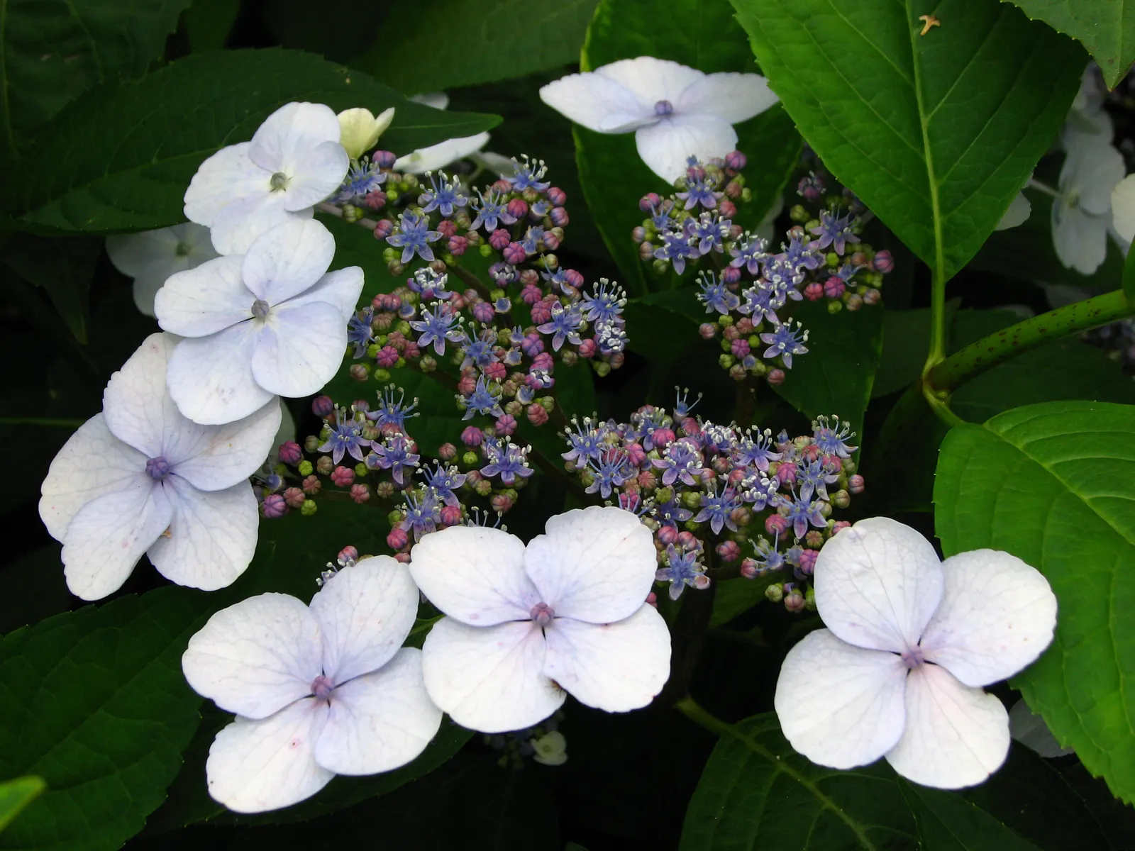 Sawtooth Hydrangea (Hydrangea Serrata) — Blooms predominantly take on a soft blue or pink hue; ideal for borders or mass plantings, it provides season-long