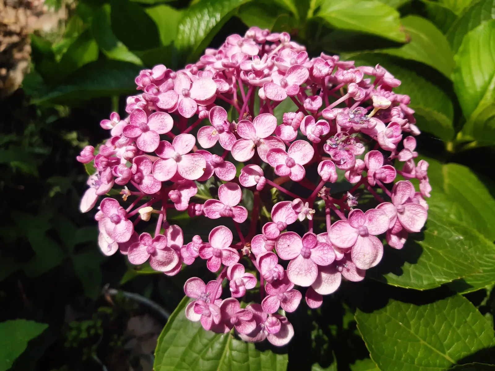 Sawtooth Hydrangea (Hydrangea Serrata) — It boasts lace-cap flowers in shades of blue or pink, influenced by soil pH, from midsummer to early fall; or as a