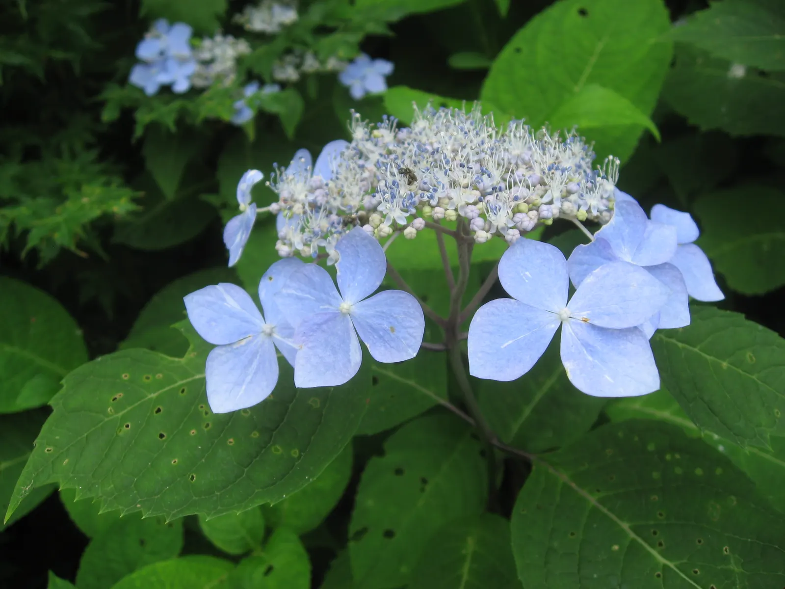 Sawtooth Hydrangea (Hydrangea Serrata) — this hydrangea species thrives in USDA hardiness zones 6 through 9; pruning in late winter or early spring, image 64