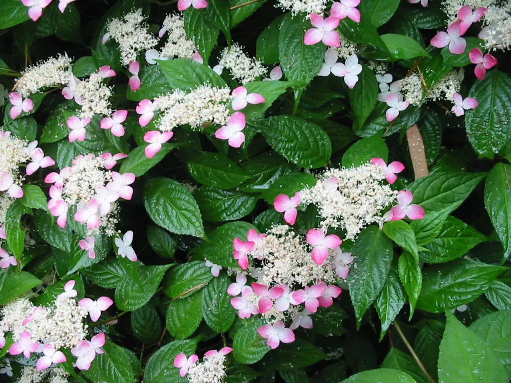 Sawtooth Hydrangea (Hydrangea Serrata) — particularly in the afternoon; ideal for borders or mass plantings, it provides season-long interest and, image 77