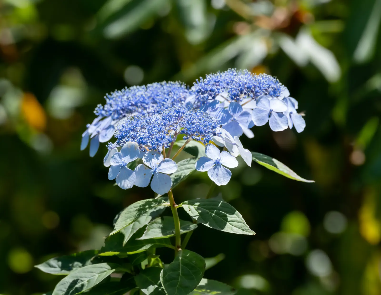 Sawtooth Hydrangea (Hydrangea Serrata) — The plant's crowning glory is its profuse lacecap flowers