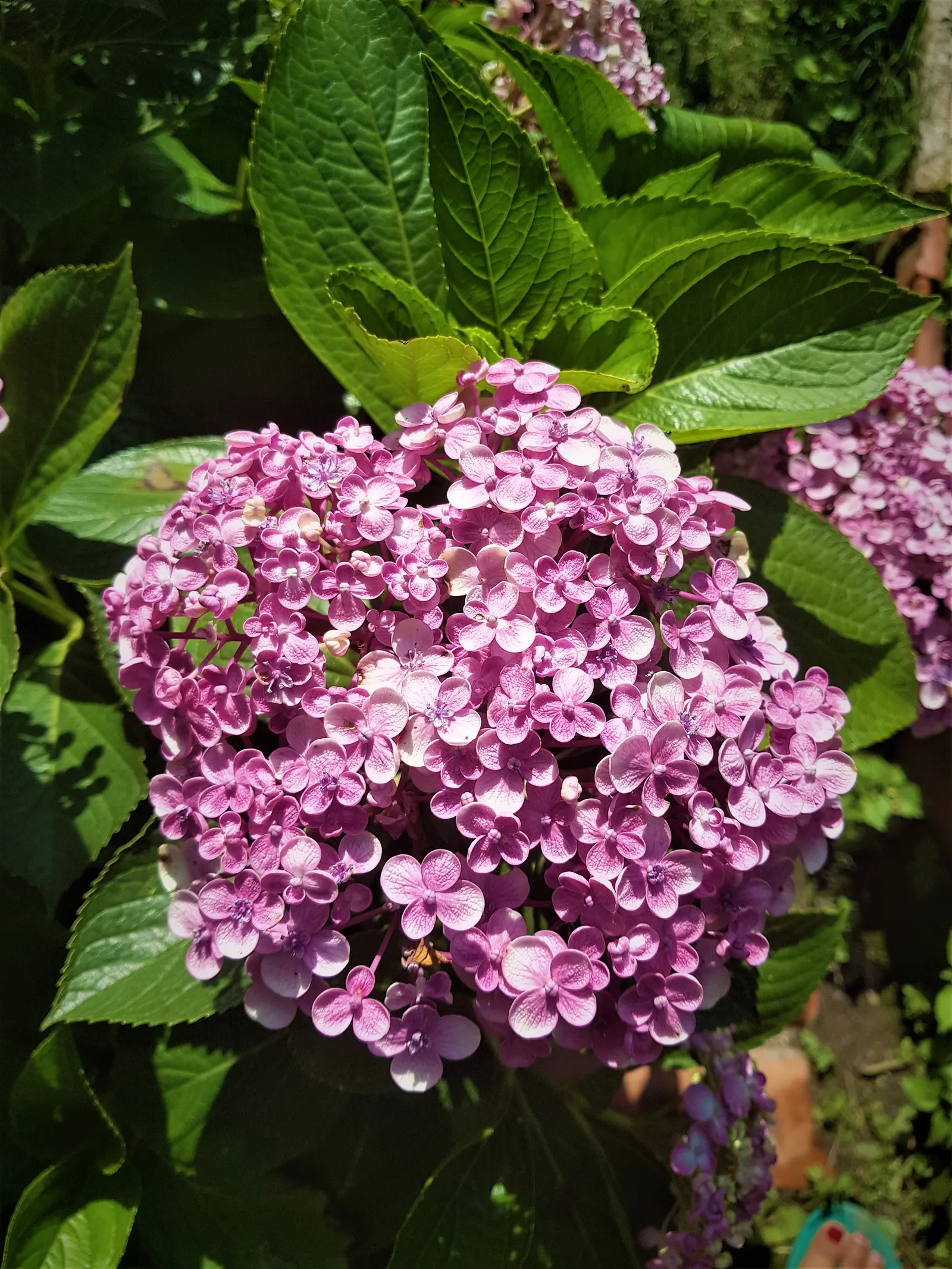 Sawtooth Hydrangea (Hydrangea Serrata) — It boasts lace-cap flowers in shades of blue or pink, influenced by soil pH, from midsummer to early fall