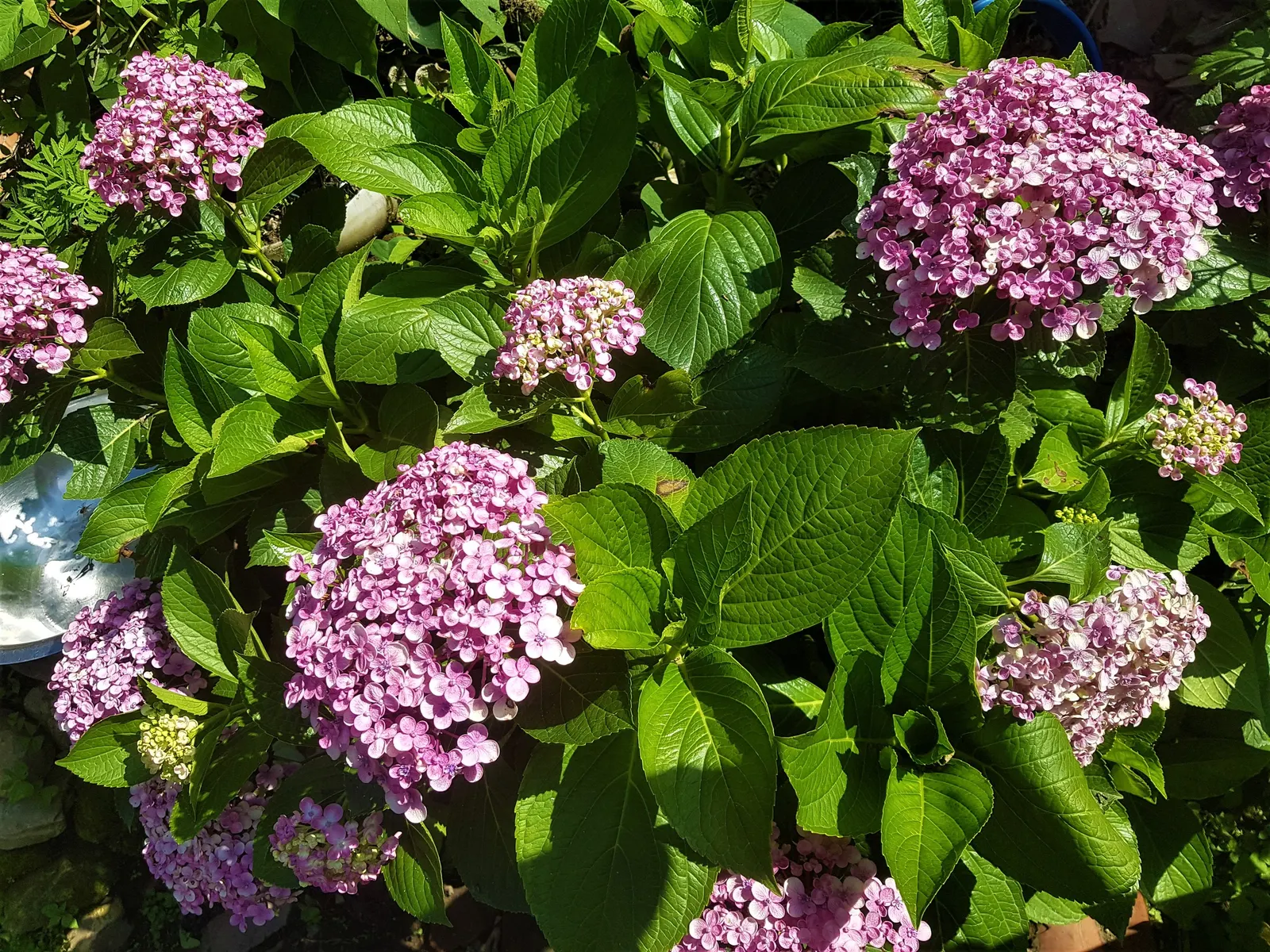Sawtooth Hydrangea (Hydrangea Serrata) — this hydrangea species thrives in USDA hardiness zones 6 through 9; pruning in late winter or early spring encourages