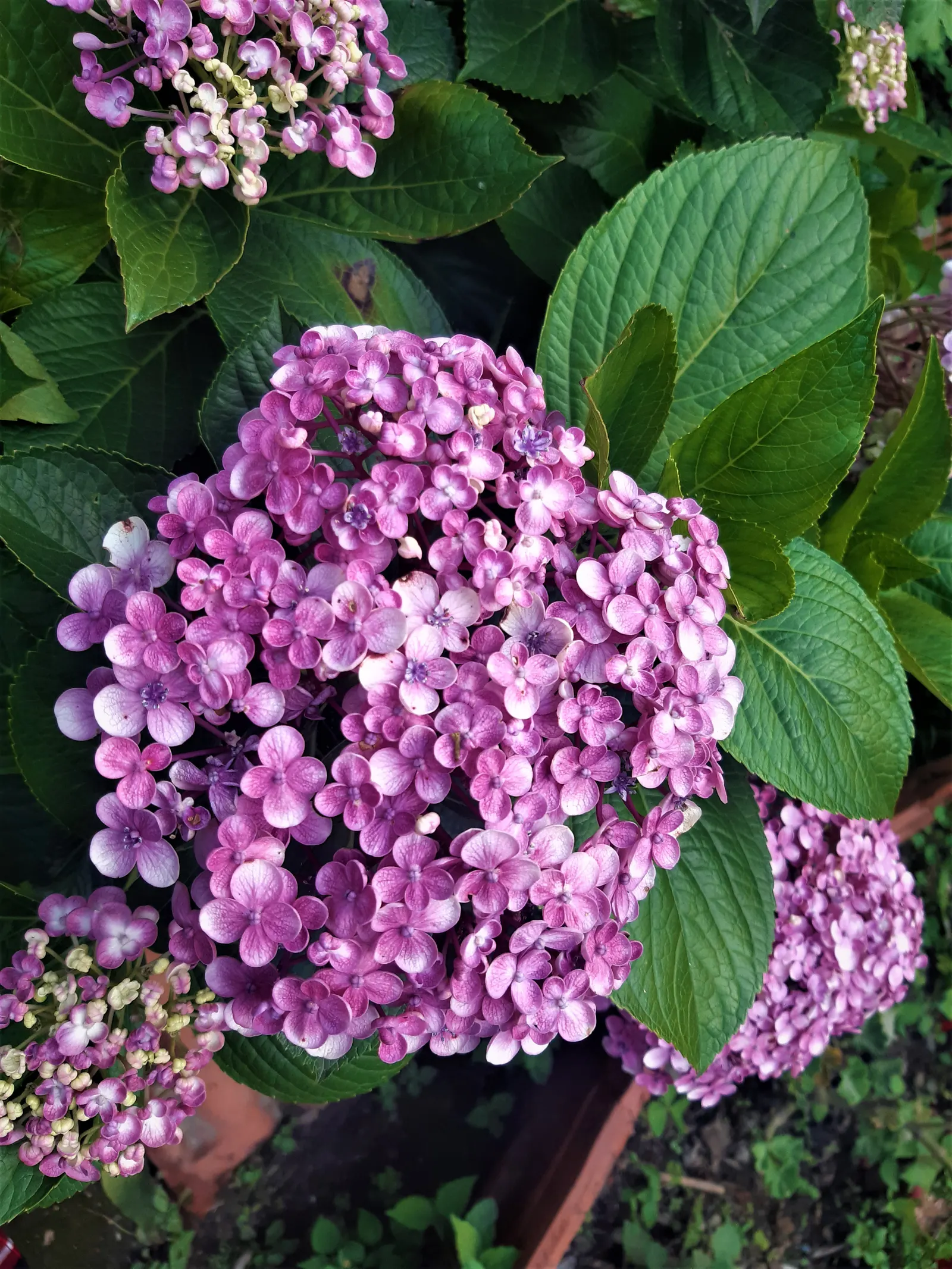 Sawtooth Hydrangea (Hydrangea Serrata) — The plant's crowning glory is its profuse lacecap flowers; influenced by the soil's pH level - acidic soils tend to