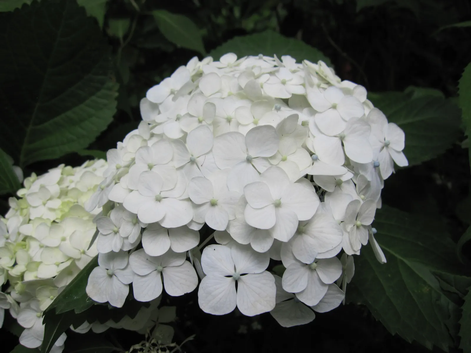 Sawtooth Hydrangea (Hydrangea Serrata) — Ideal for borders or mass plantings, it provides season-long interest and attracts pollinators; pruning in late winter