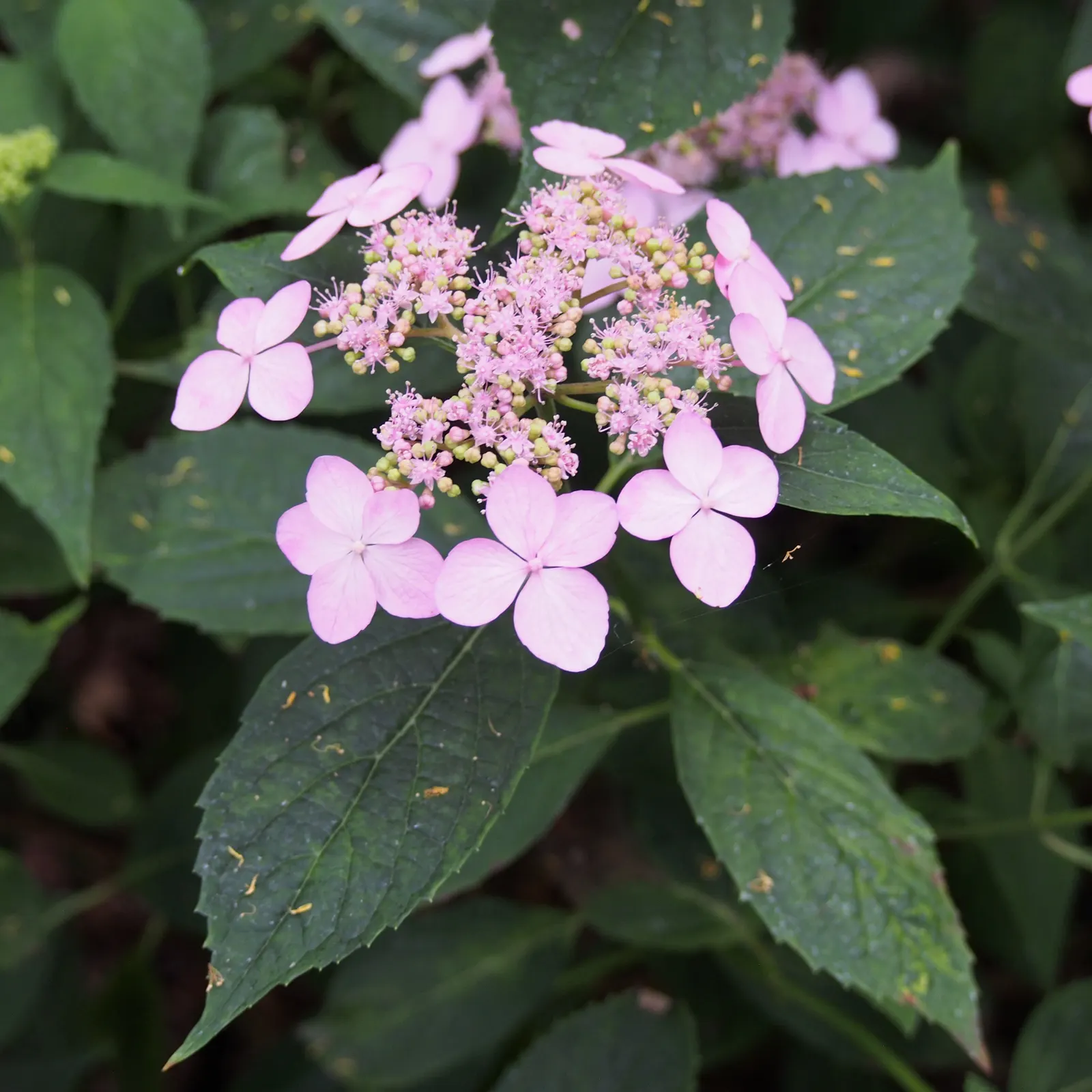 Sawtooth Hydrangea (Hydrangea Serrata) — shrub with blue blooms; influenced by the soil's pH level - acidic soils tend to produce blue flowers