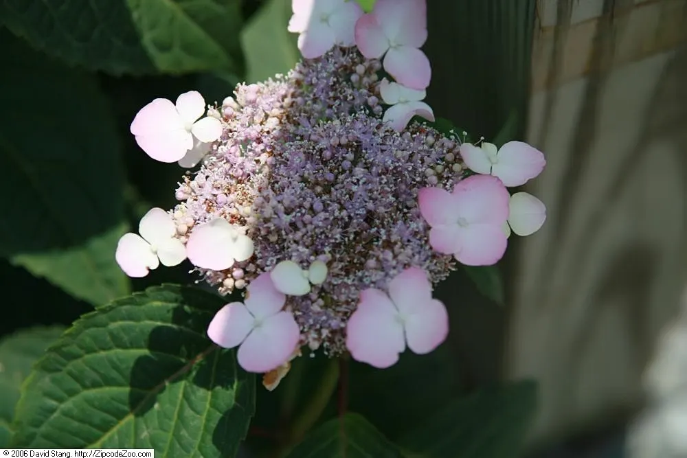 Sawtooth Hydrangea (Hydrangea Serrata) — and will operate best with a layer of organic mulch to retain soil moisture and regulate temperature, image 80