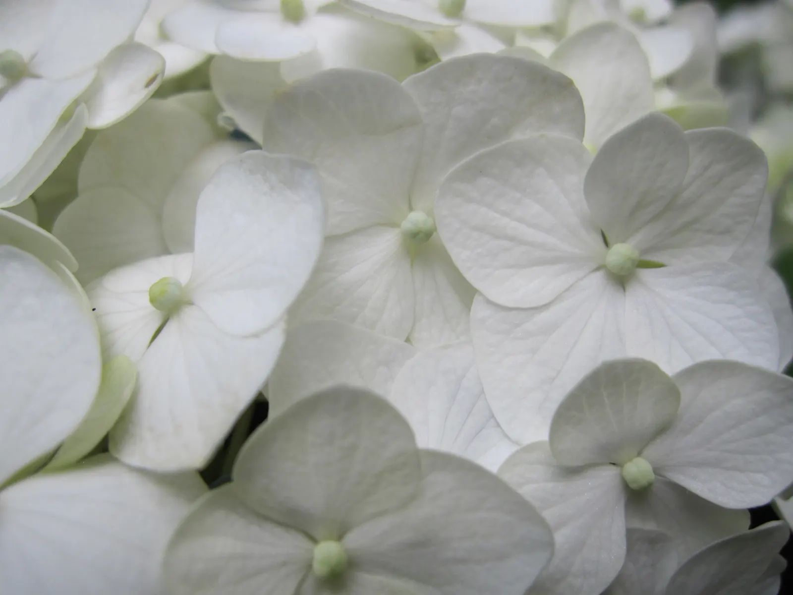 Sawtooth Hydrangea (Hydrangea Serrata) — Blooms predominantly take on a soft blue or pink hue; ideal for borders or mass plantings, it provides, image 101