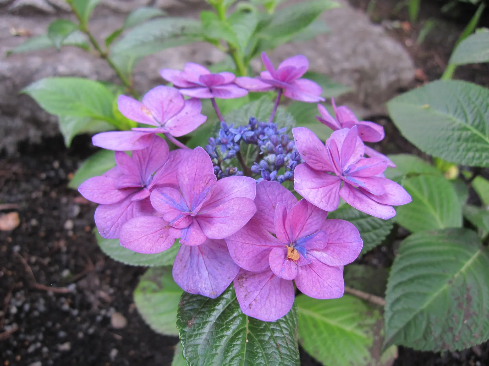 Sawtooth Hydrangea (Hydrangea Serrata) — which measure between 2 to 6 inches in length; pruning in late winter or early spring encourages vibrant, image 96