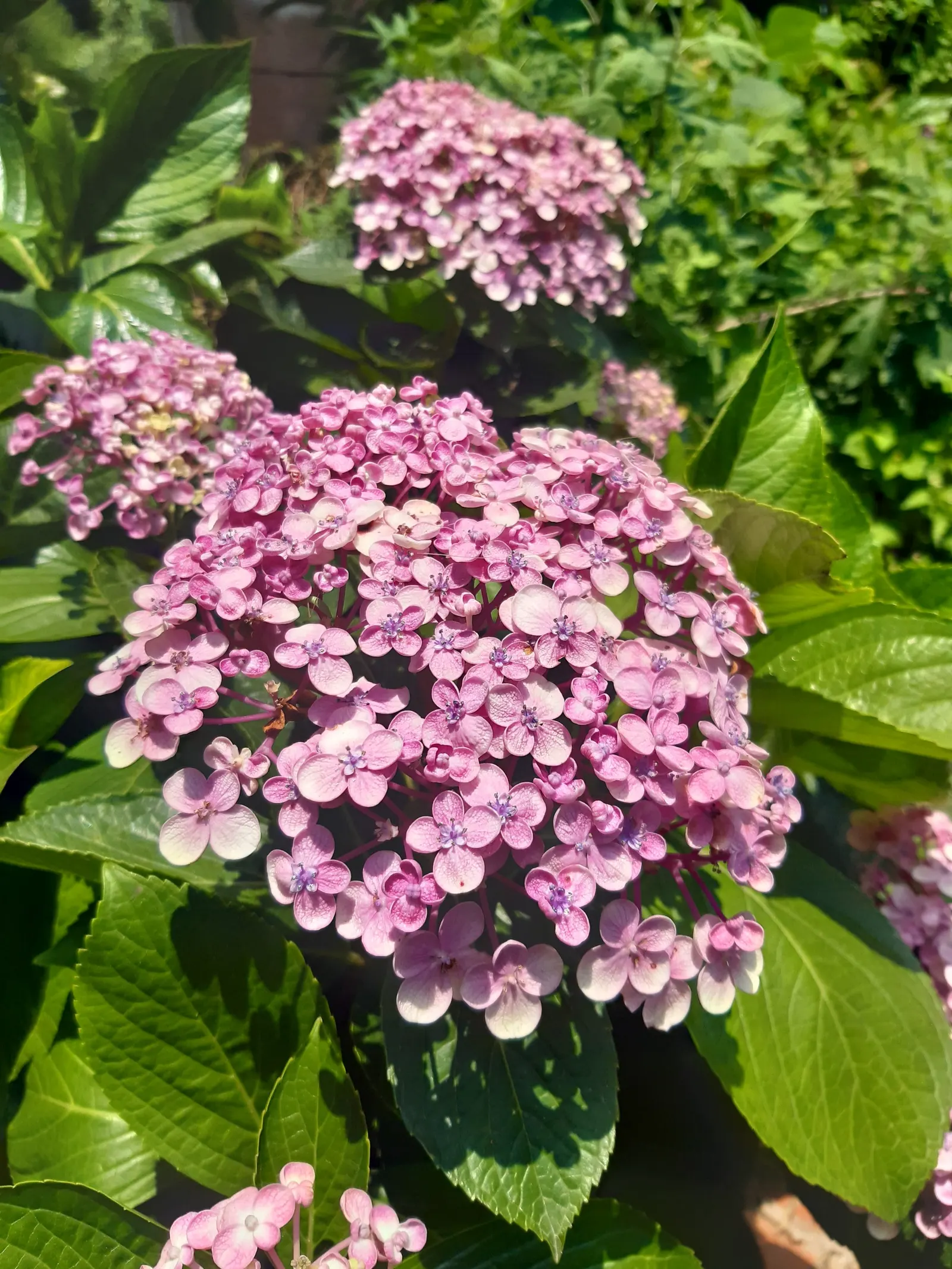 Sawtooth Hydrangea (Hydrangea Serrata) — while alkaline soils lean towards pink.<br><br>Hydrangea serrata requires well-drained; influenced by the soil's pH