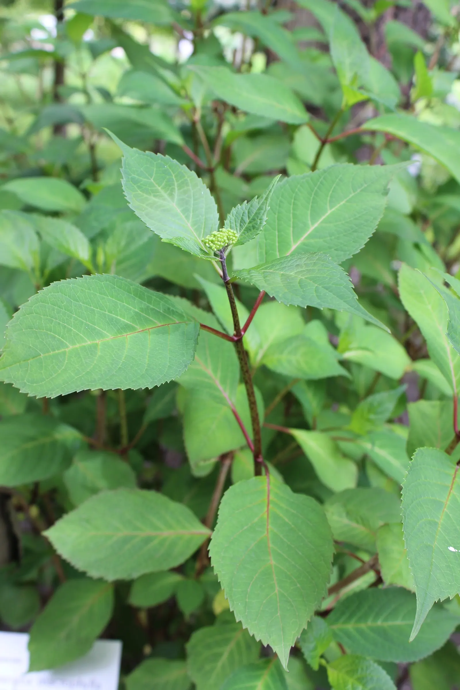 Sawtooth Hydrangea (Hydrangea Serrata) — moist soil and appreciates partial shade