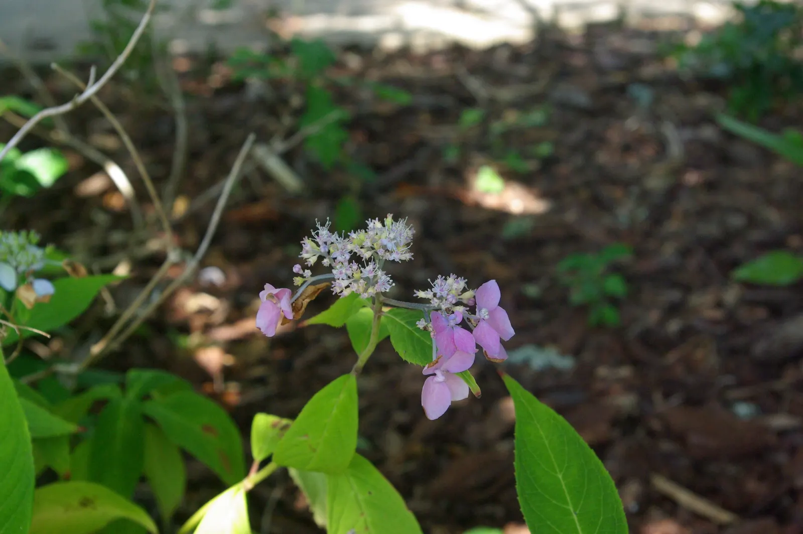 Sawtooth Hydrangea (Hydrangea Serrata) — this hydrangea exhibits a lush green canopy throughout the growing season