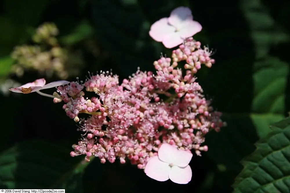 Sawtooth Hydrangea (Hydrangea Serrata) — It boasts lace-cap flowers in shades of blue or pink, influenced by soil pH, from midsummer to early fall, image 86