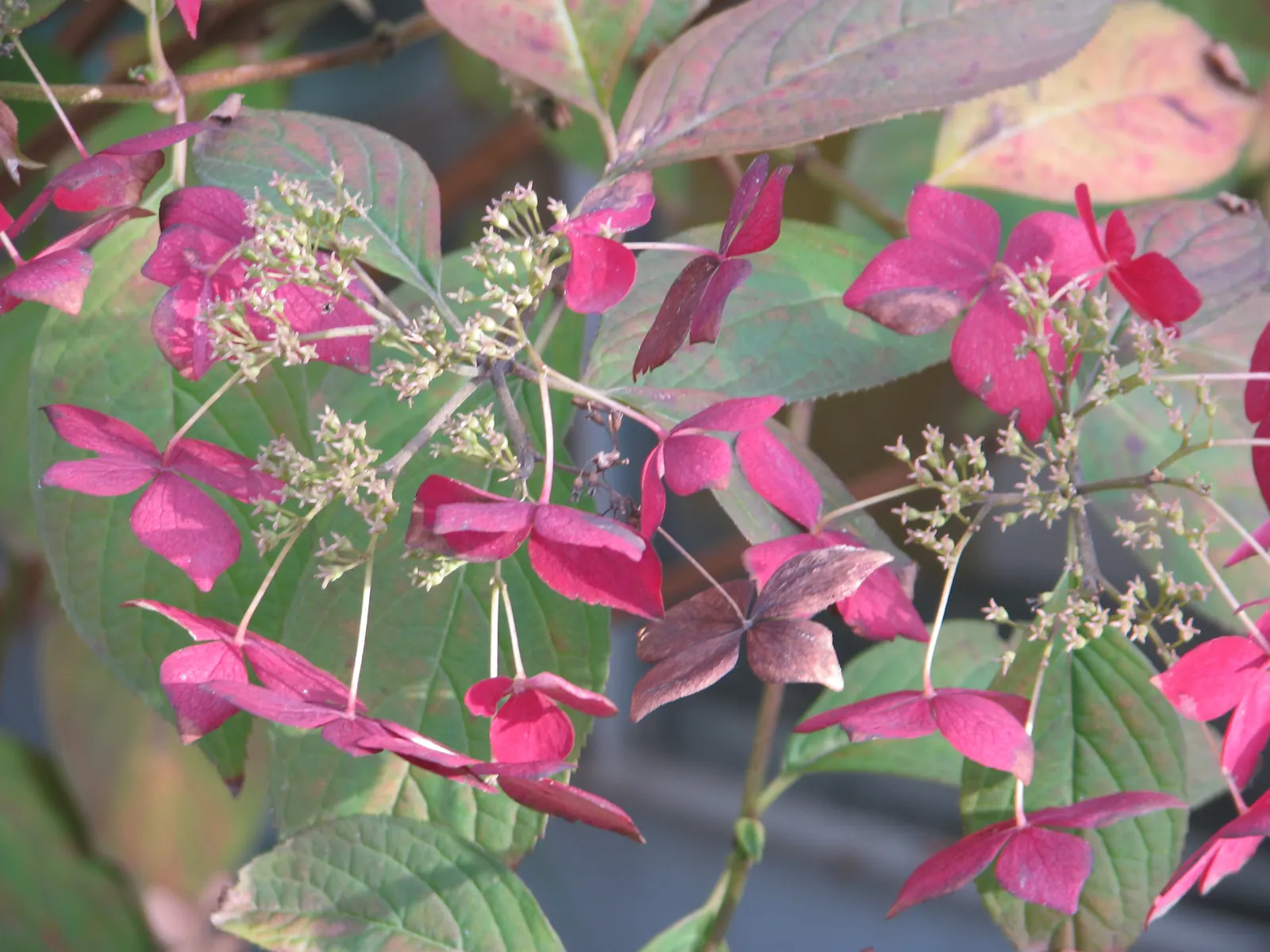 Sawtooth Hydrangea (Hydrangea Serrata) — Preferring partial shade and moist, well-drained soil, its serrated leaves offer a lush backdrop, image 87