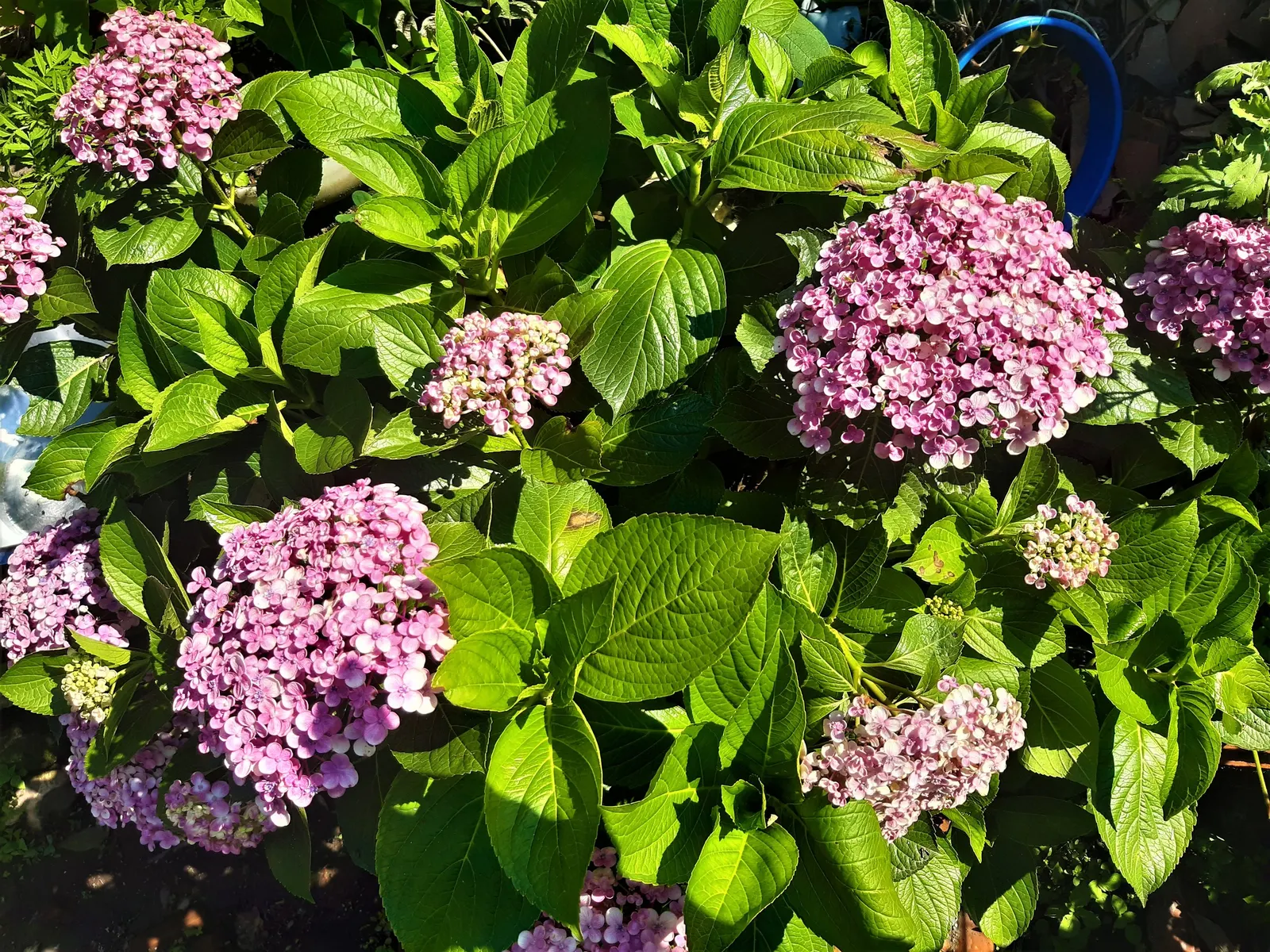 Sawtooth Hydrangea (Hydrangea Serrata) — or as a standalone specimen in a garden setting.<br><br>Distinguished by its serrated