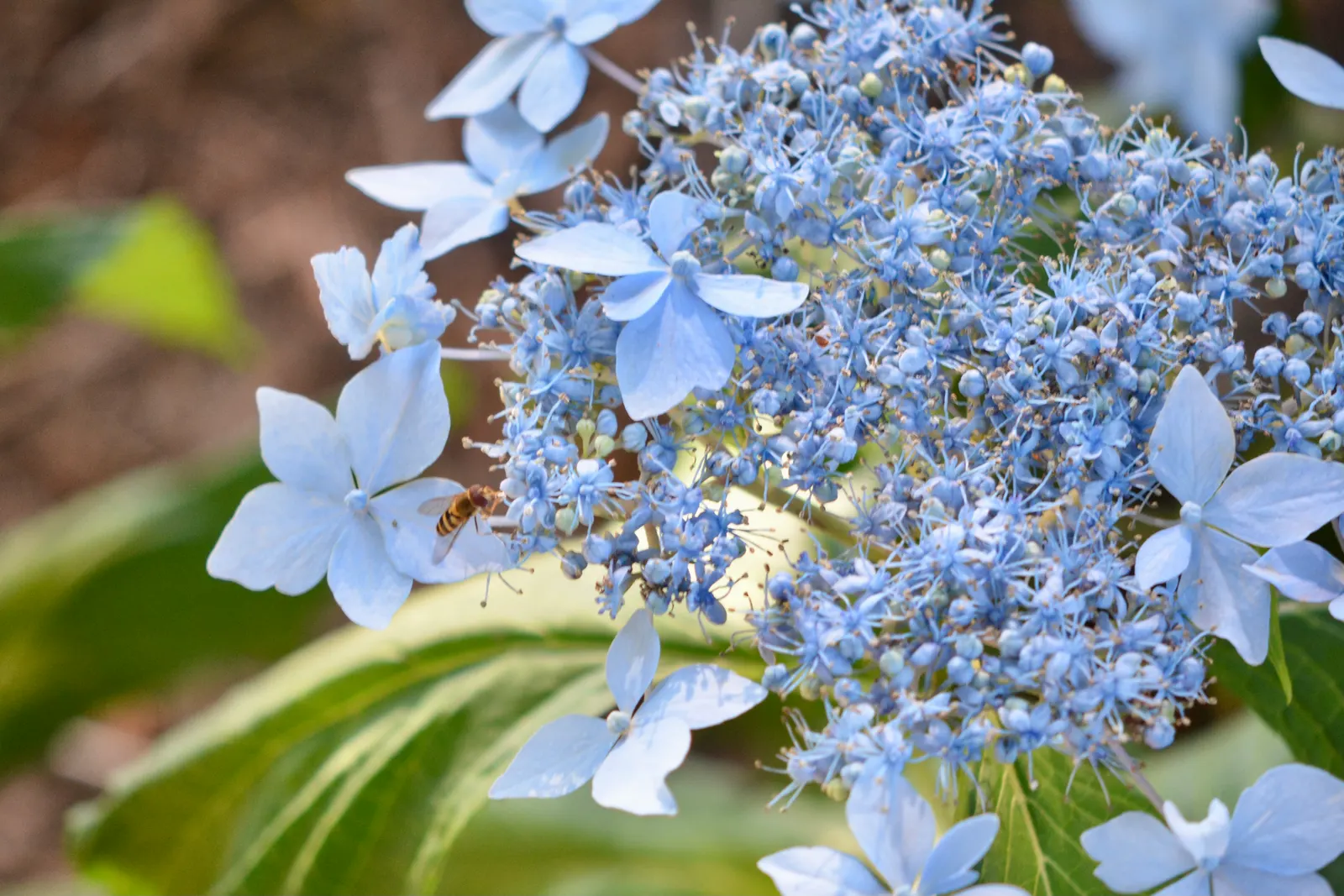 Sawtooth Hydrangea (Hydrangea Serrata) — Originating from the mountainous regions of Korea and Japan; influenced by the soil's pH level - acidic, image 91