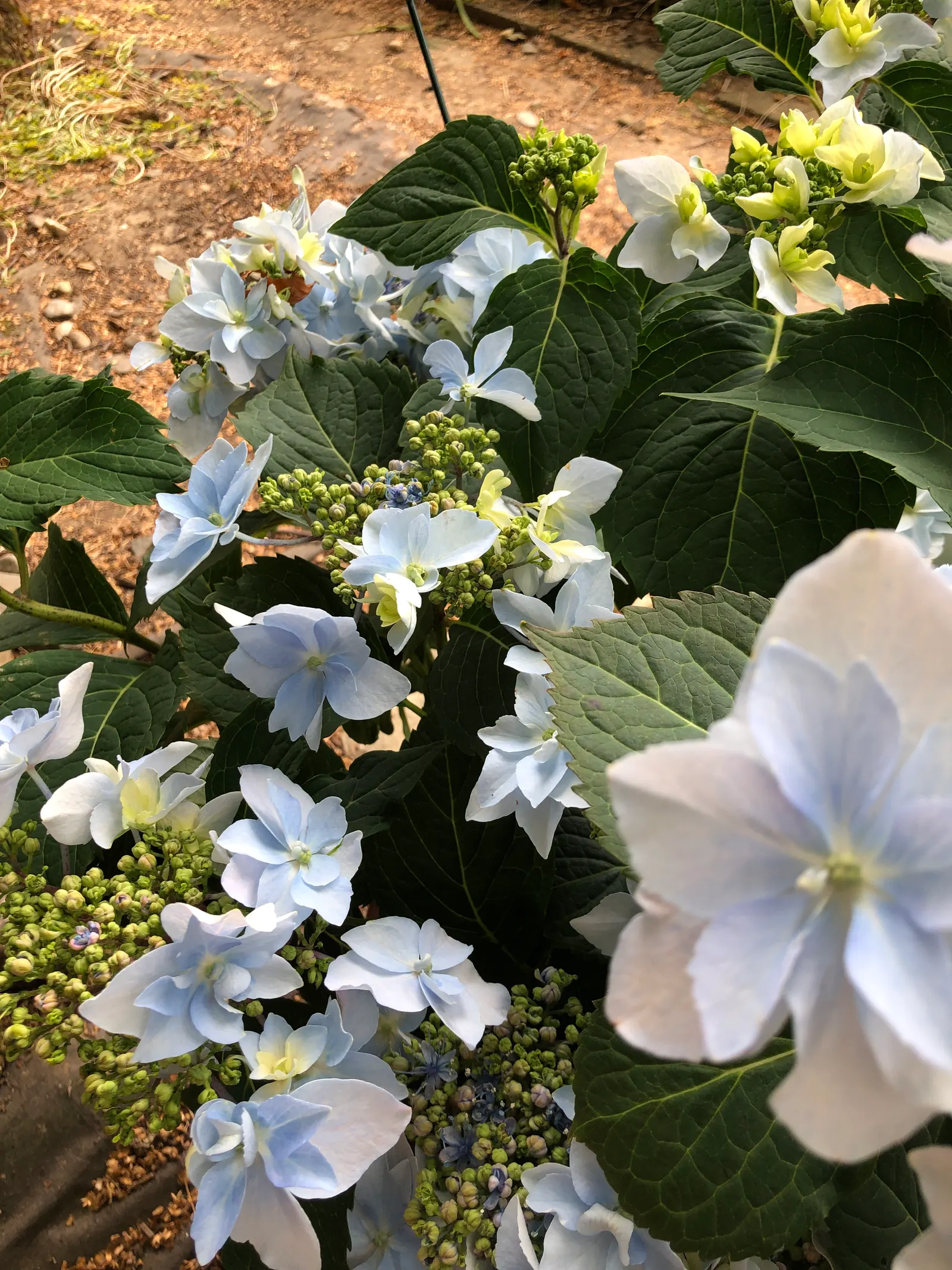 Sawtooth Hydrangea (Hydrangea Serrata) — fertile florets surrounded by larger sterile ones; pruning in late winter or early spring encourages, image 72