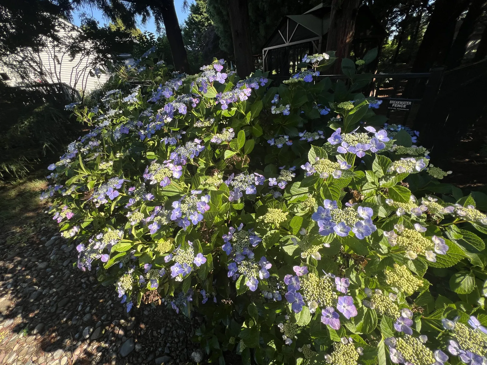 Sawtooth Hydrangea (Hydrangea Serrata) — blue flowers in the garden; or as a standalone specimen in a garden setting.<br><br>Distinguished by its, image 82