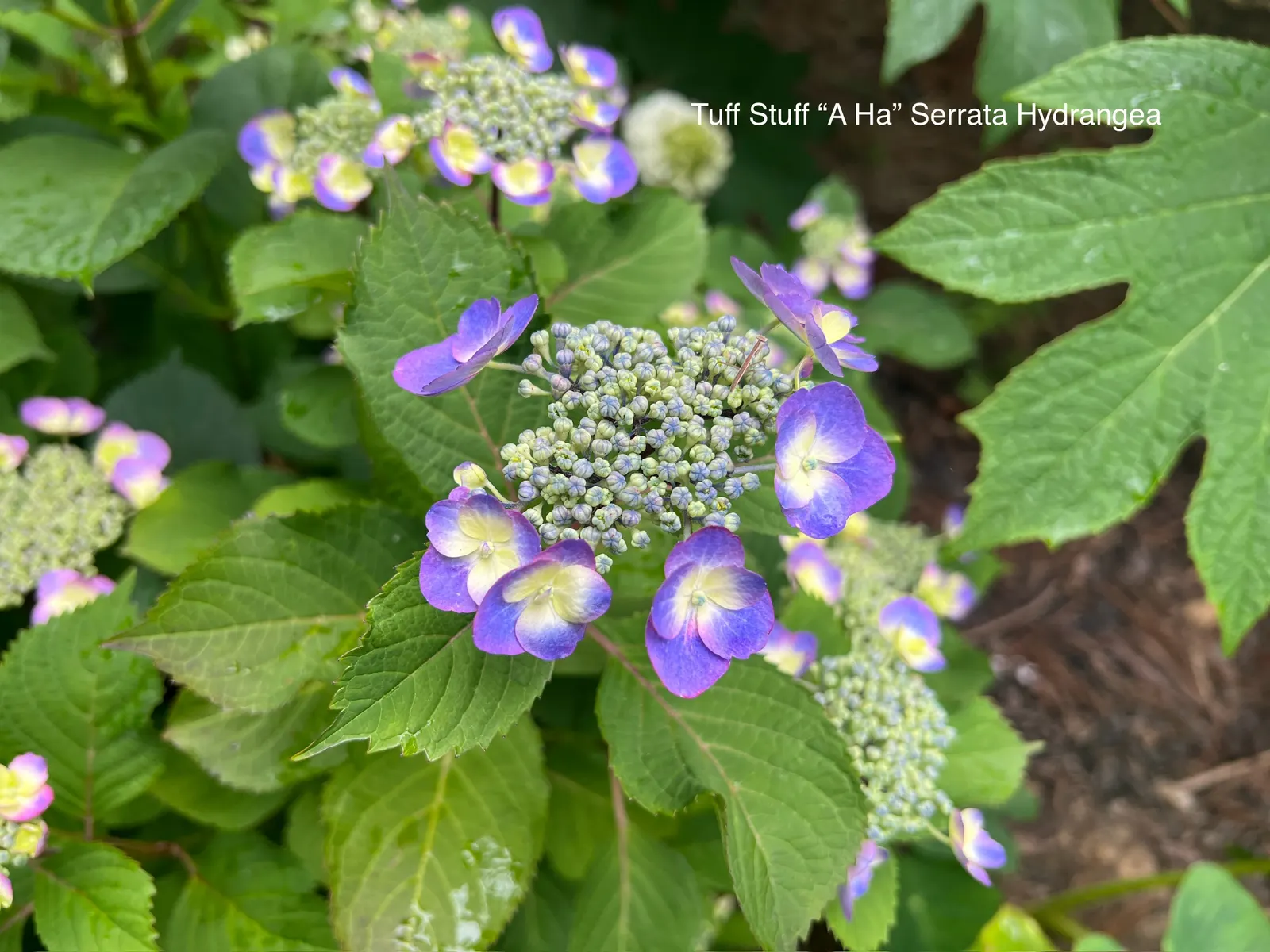 Sawtooth Hydrangea (Hydrangea Serrata) — Pruning in late winter or early spring encourages vibrant new growth and a robust flowering display; ideal for borders